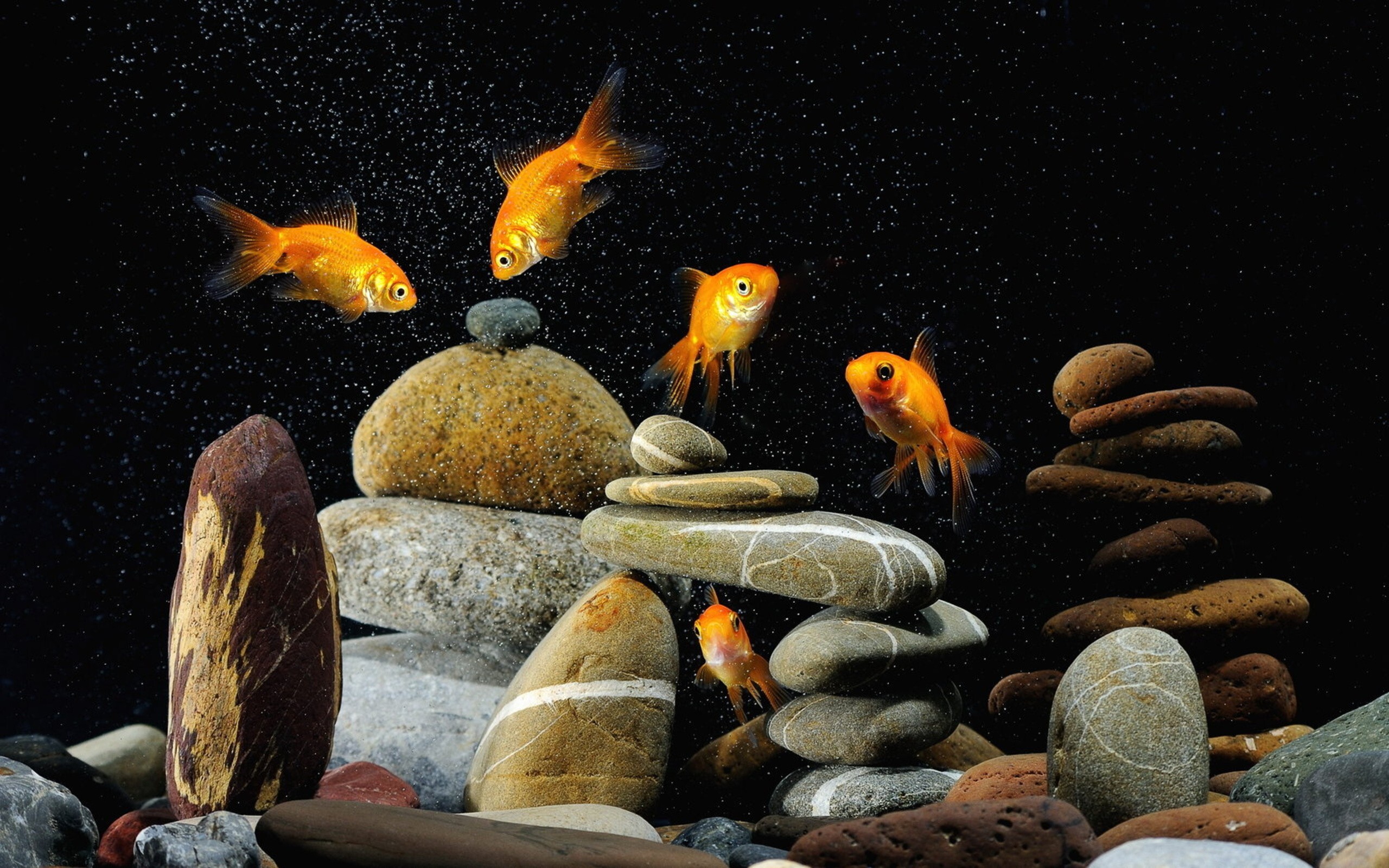 Gold Fish, Nature, Aquarium, HD desktop, 2560x1600 HD Desktop