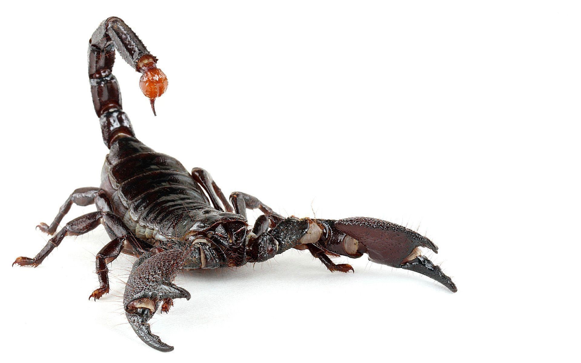 Scorpion species, Arachnid world, Venomous creatures, Rustic wallpapers, 1920x1200 HD Desktop