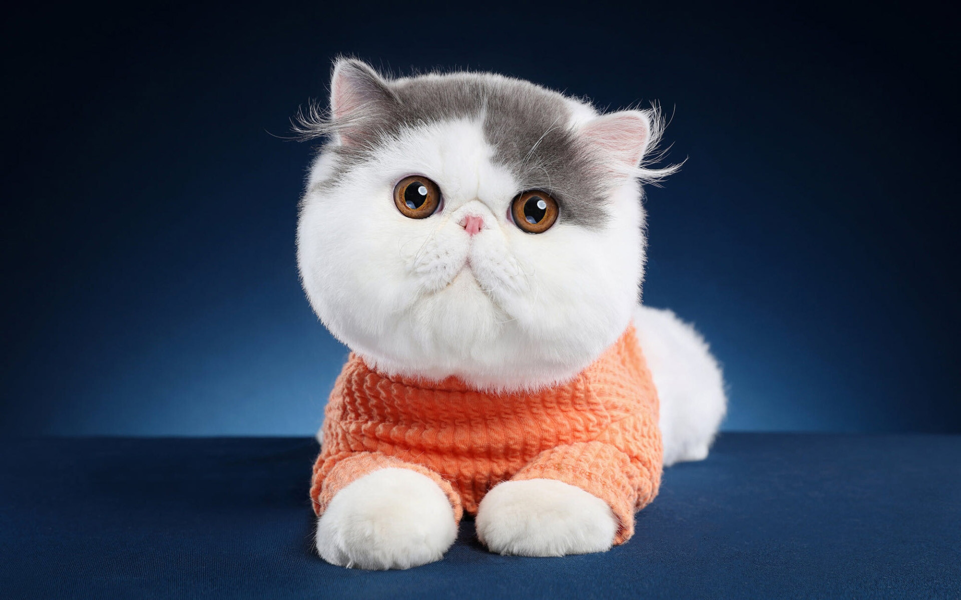 Bi-colored, Exotic Shorthair Cat Wallpaper, 1920x1200 HD Desktop