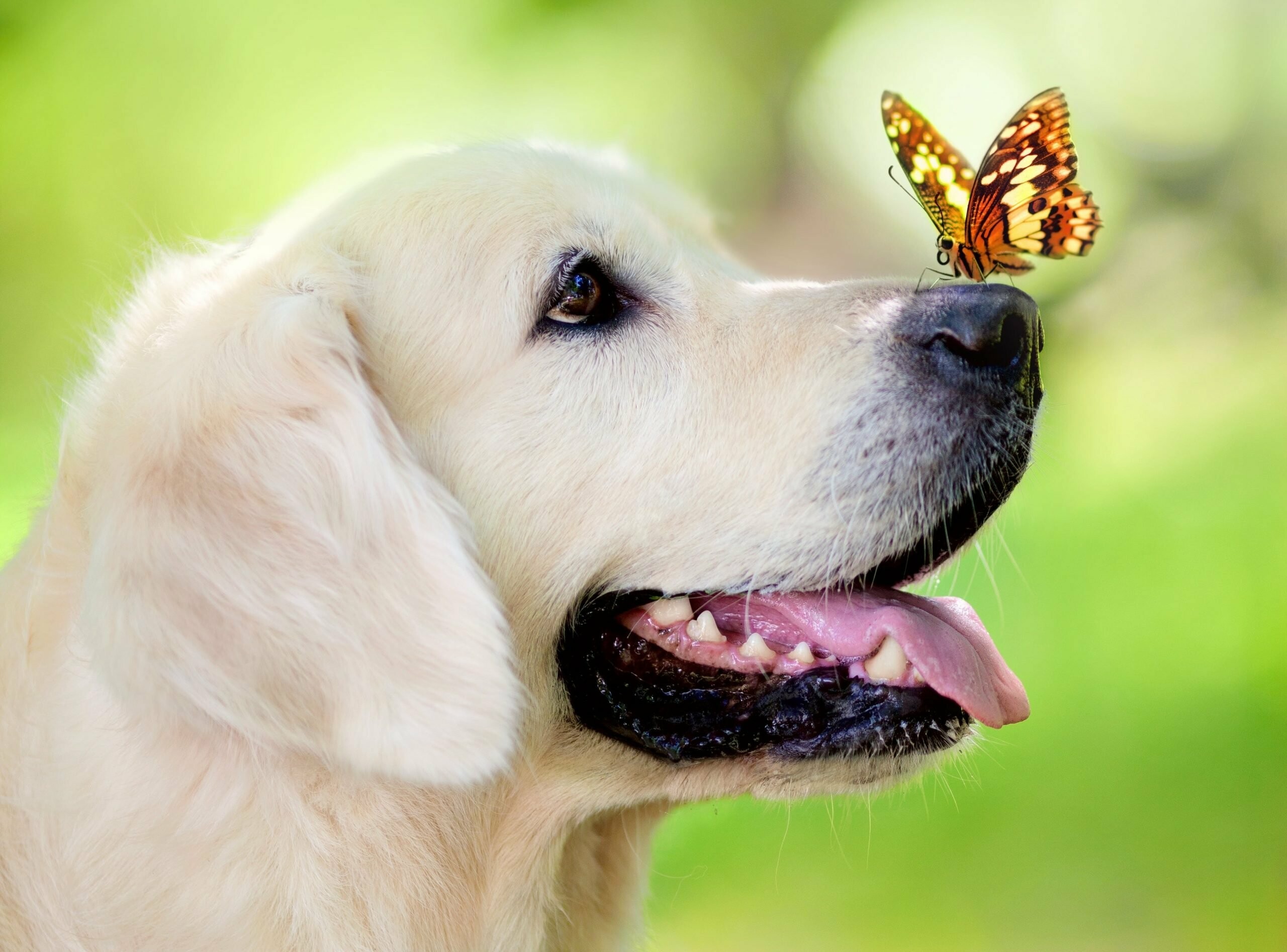 Butterfly, Labrador Retriever Wallpaper, 2560x1900 HD Desktop