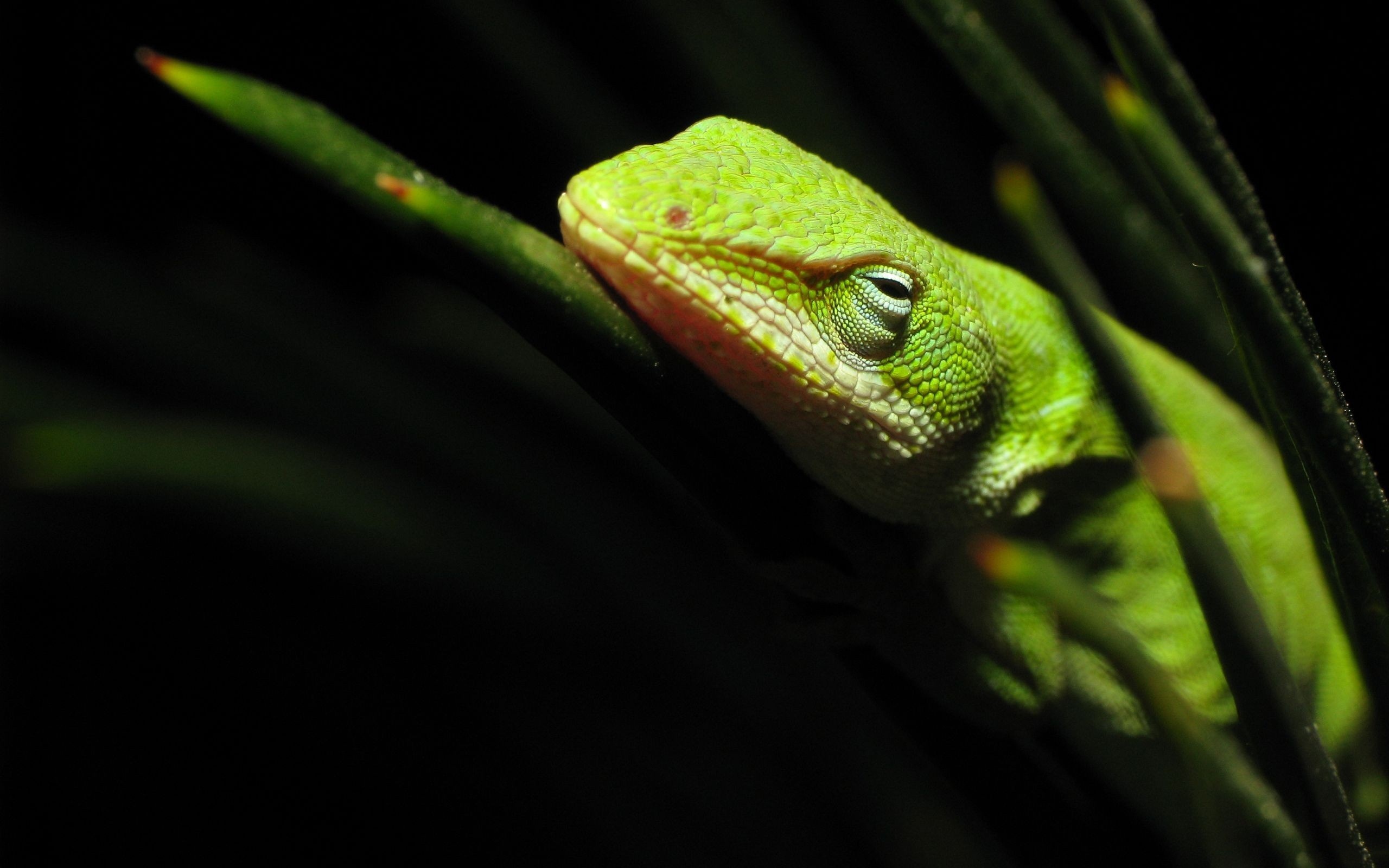 Lizard wallpaper, High-resolution image, Nature-inspired design, Stunning visual, 2560x1600 HD Desktop