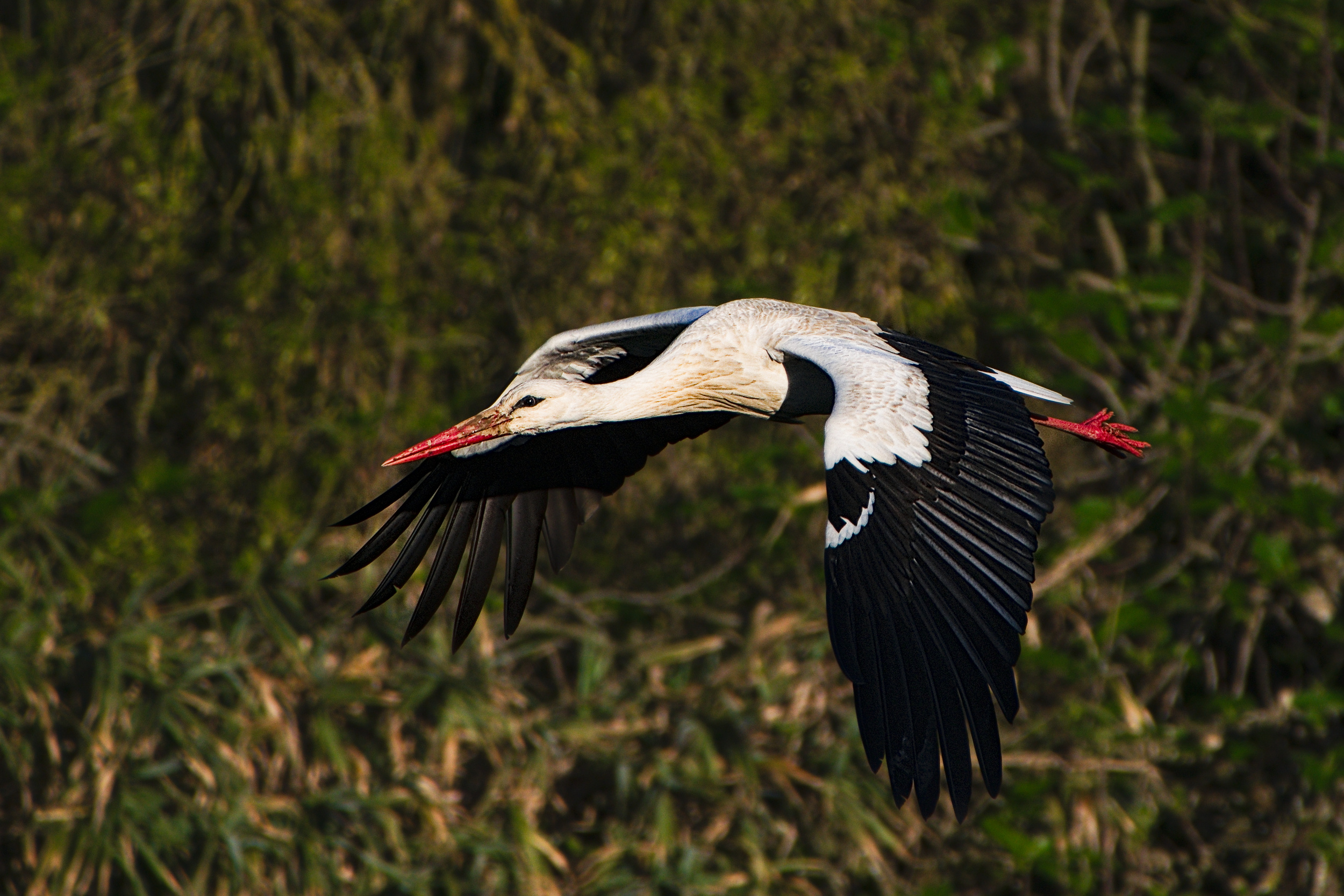 Flying stork, Dynamic background, Separation play, Raw footage, 2500x1670 HD Desktop