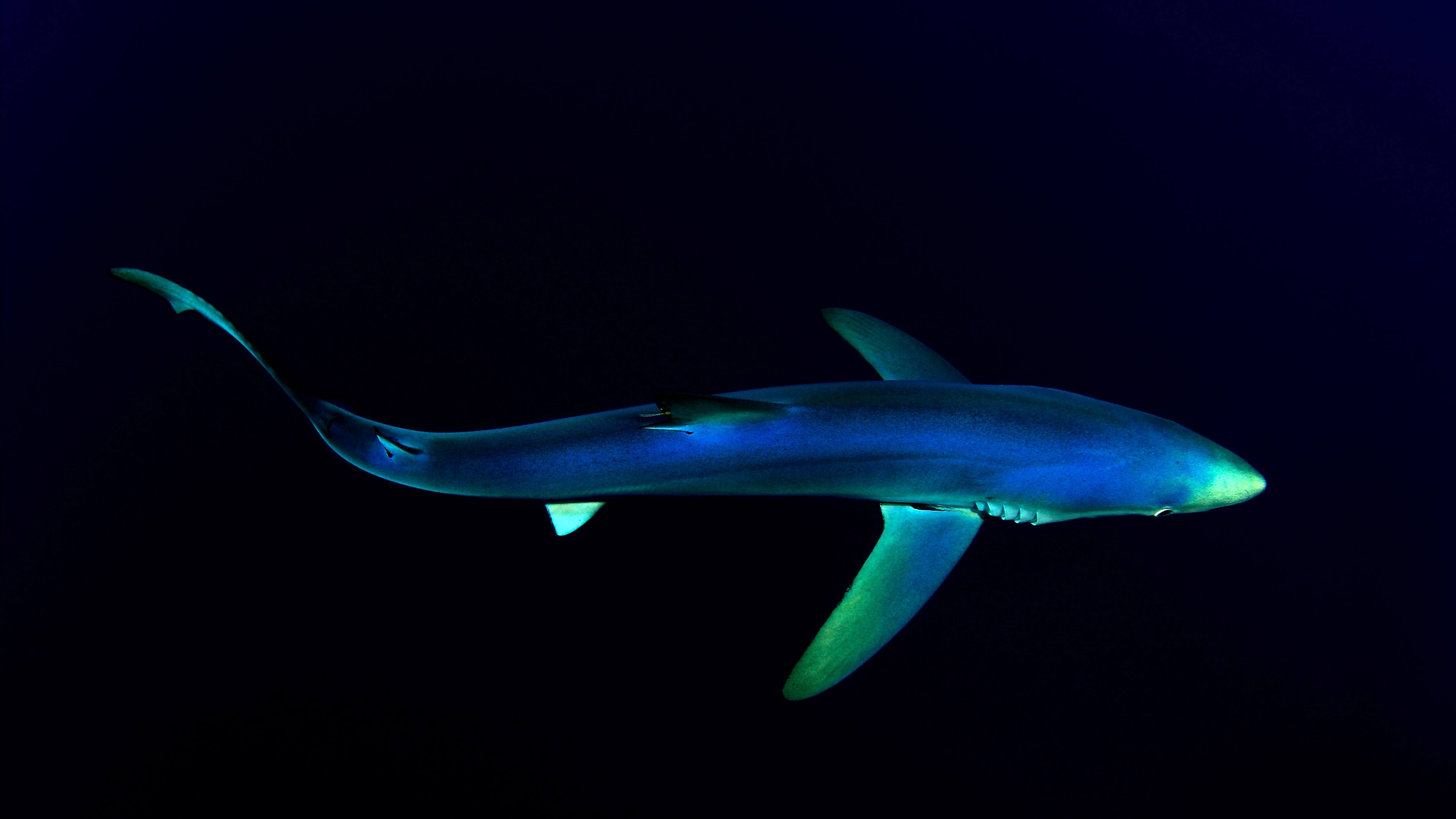 Blue shark, Sea Animals Wallpaper, 3840x2160 4K Desktop