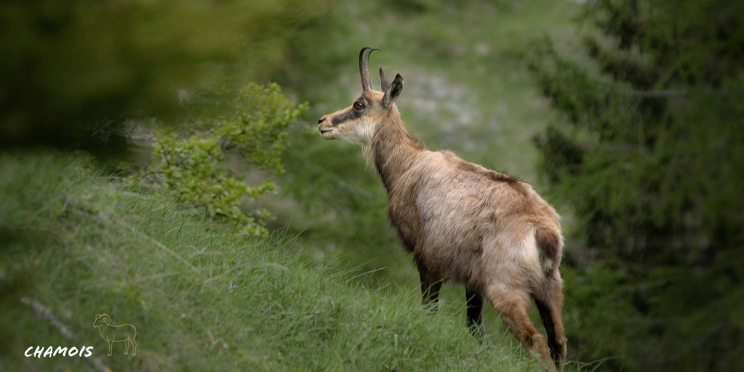 Chamois HD wallpaper, Majestic wildlife, Beautiful mountain animal, Wildlife photography, 2560x1280 Dual Screen Desktop