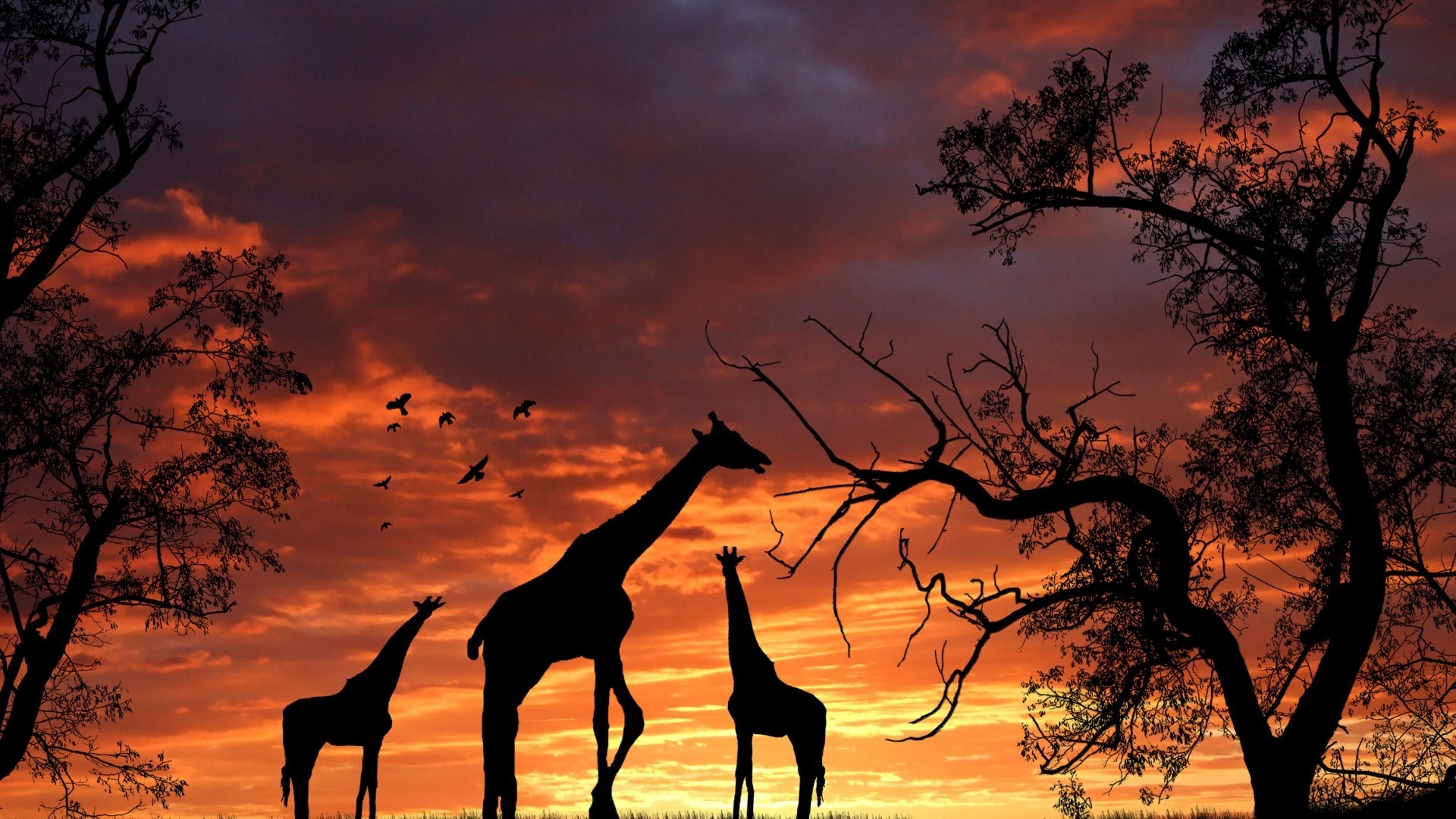 Giraffe, Majestic creature, African wildlife, Wallpaper, 1920x1080 Full HD Desktop