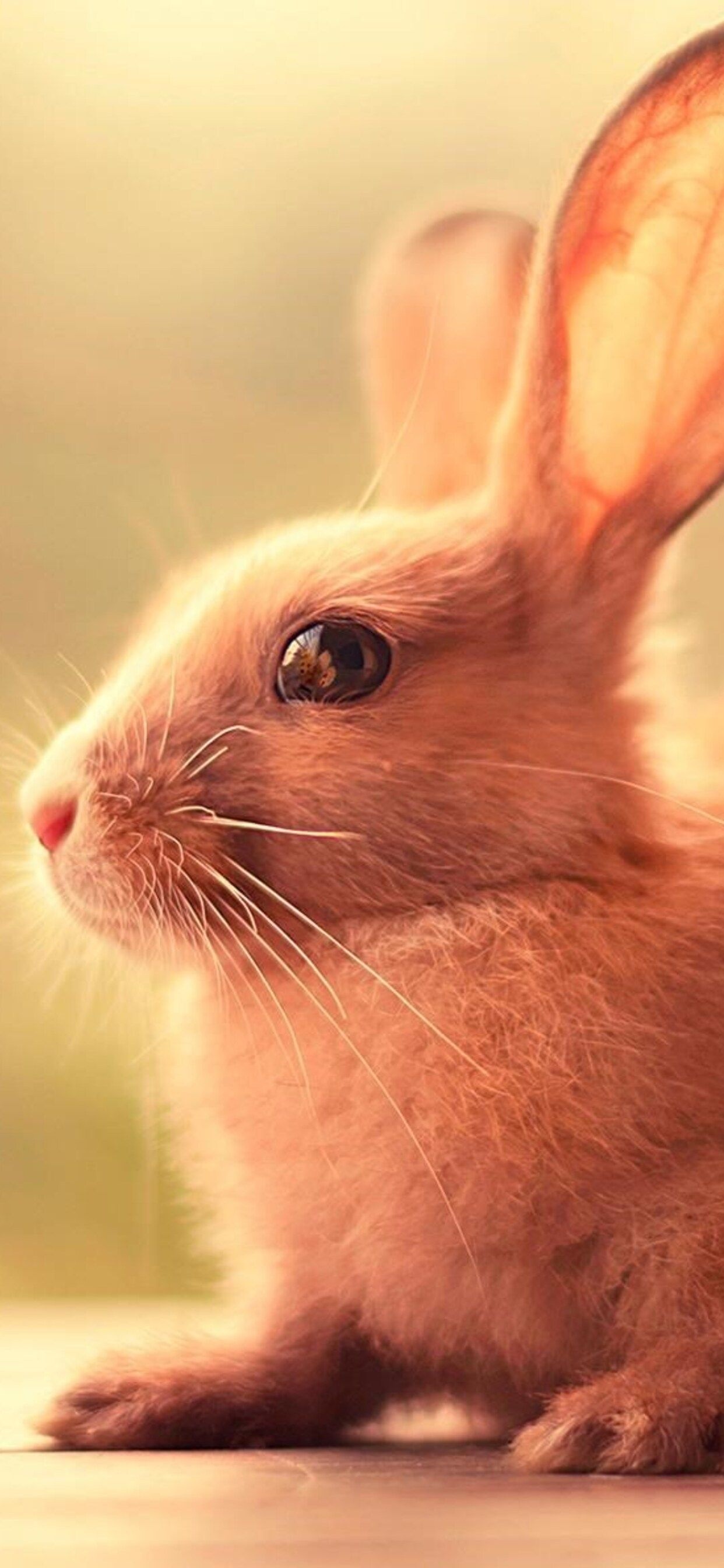 Cute bunny, iPhone wallpapers, Bunny charm, Adorable backgrounds, 1250x2690 HD Phone