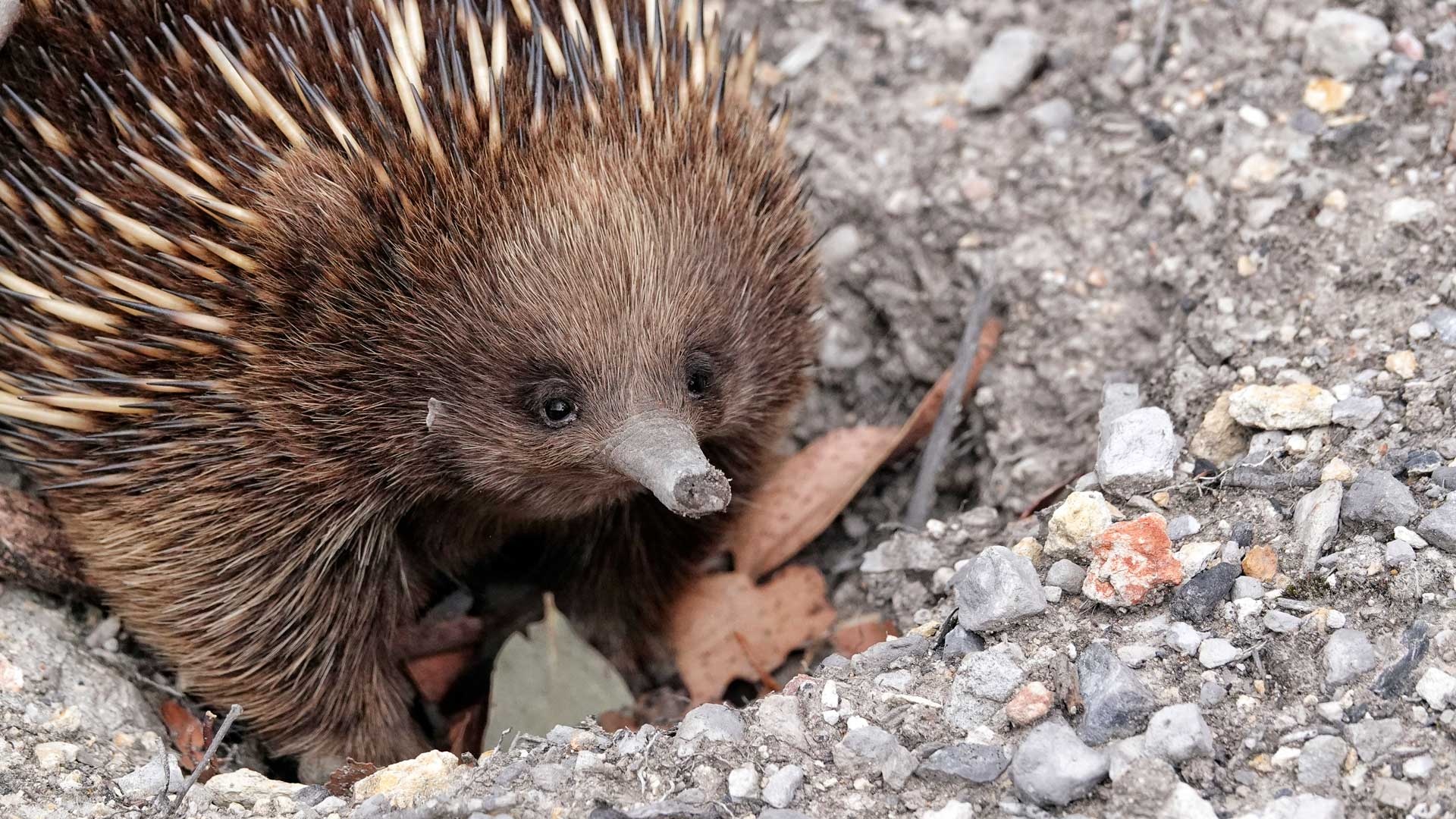 Digital hippie art, Echidna representation, Vibrant colors, Creative design, 1920x1080 Full HD Desktop