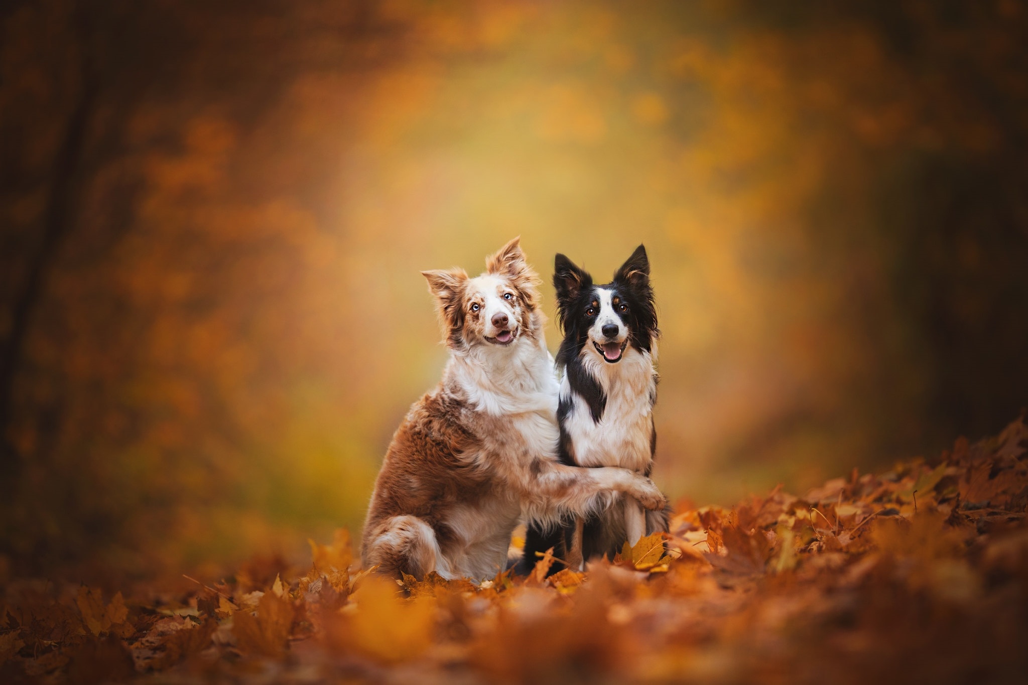 Border Collie, Autumn dog photos, Free pictures, Fonwall, 2050x1370 HD Desktop