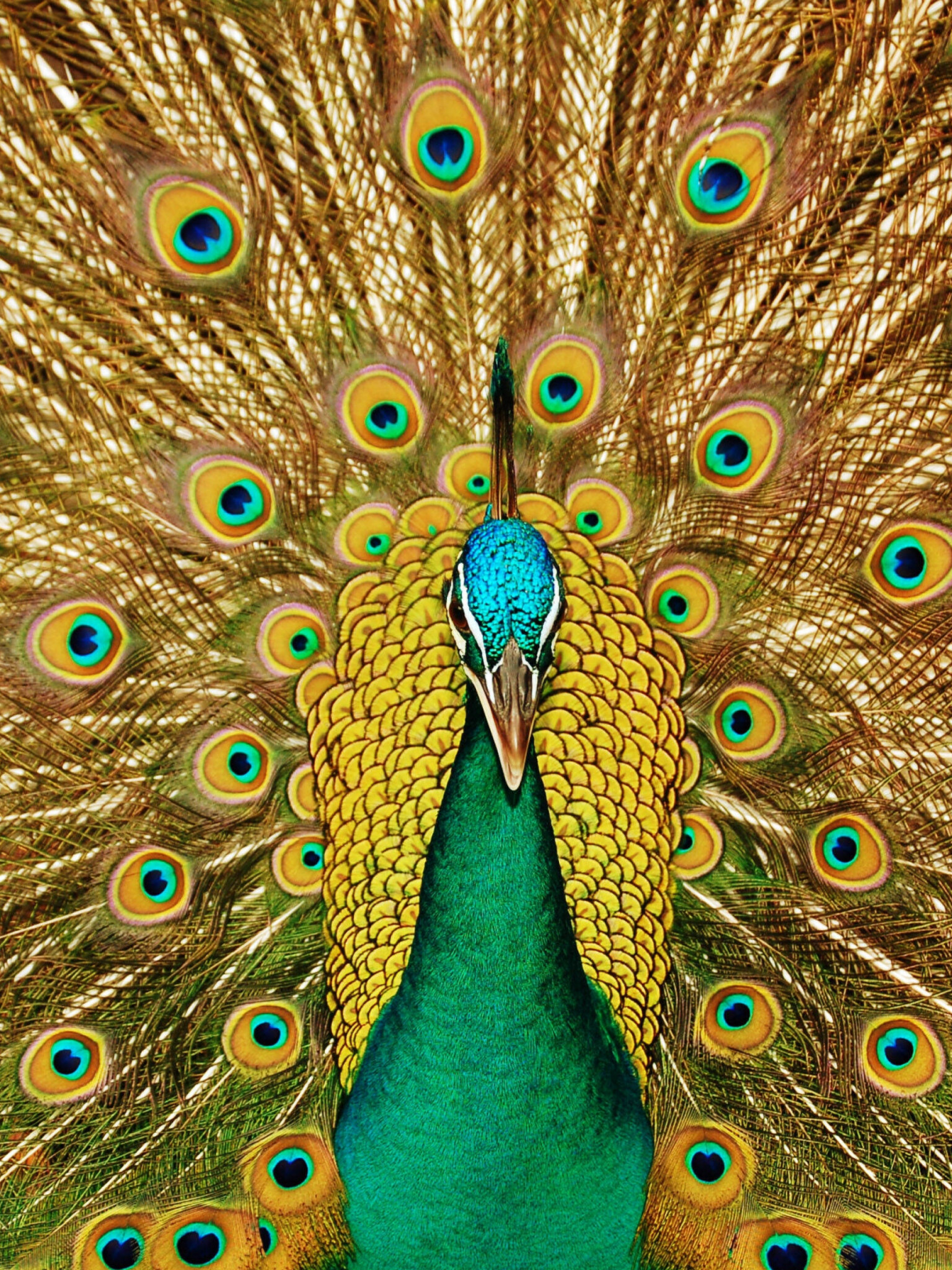 Green male, Peacocks Wallpaper, 1540x2050 HD Phone