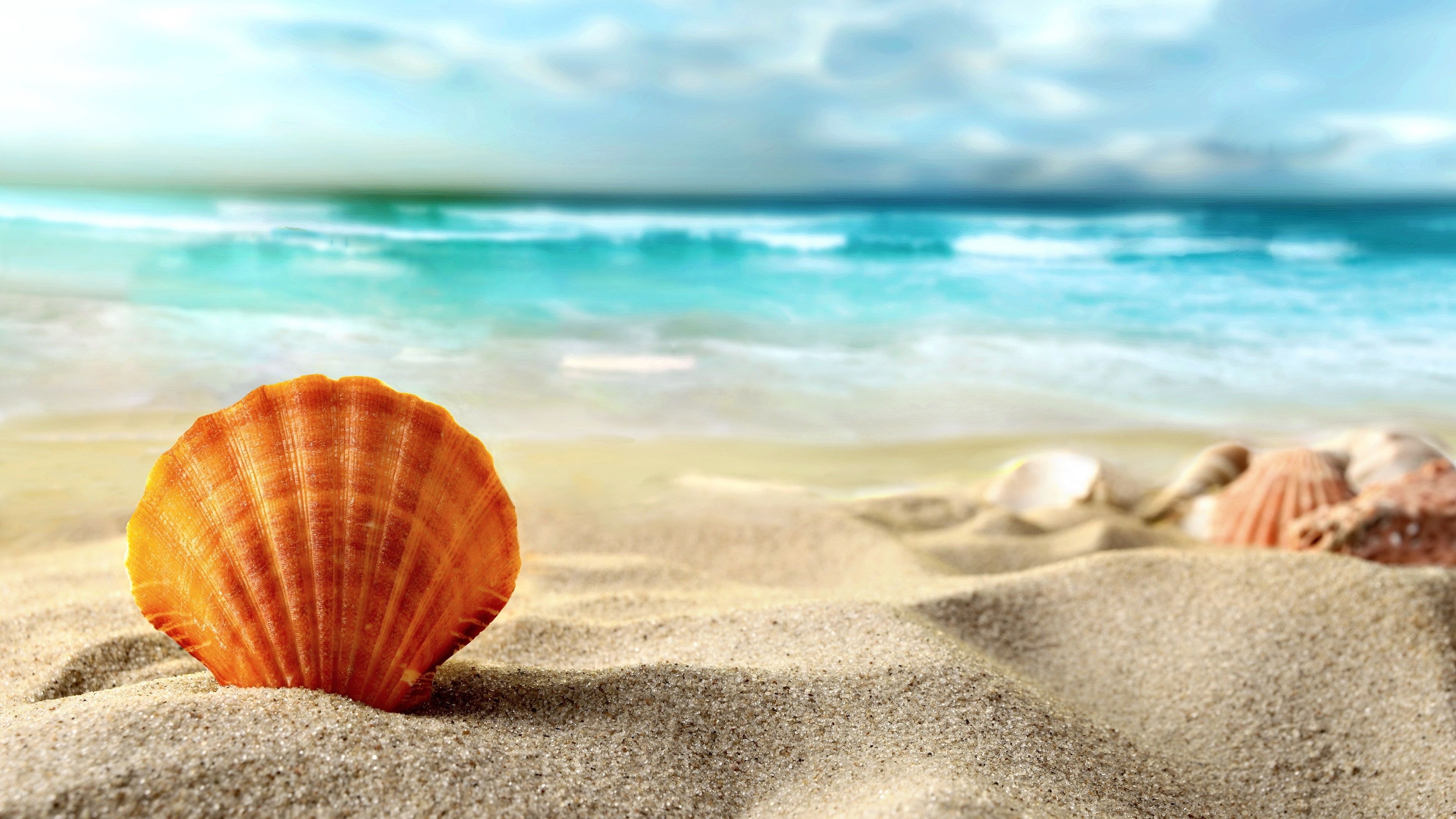 Shell Beach Sands, Brown Sea Shell, 4K Wallpaper, Fotografia, 3840x2160 4K Desktop