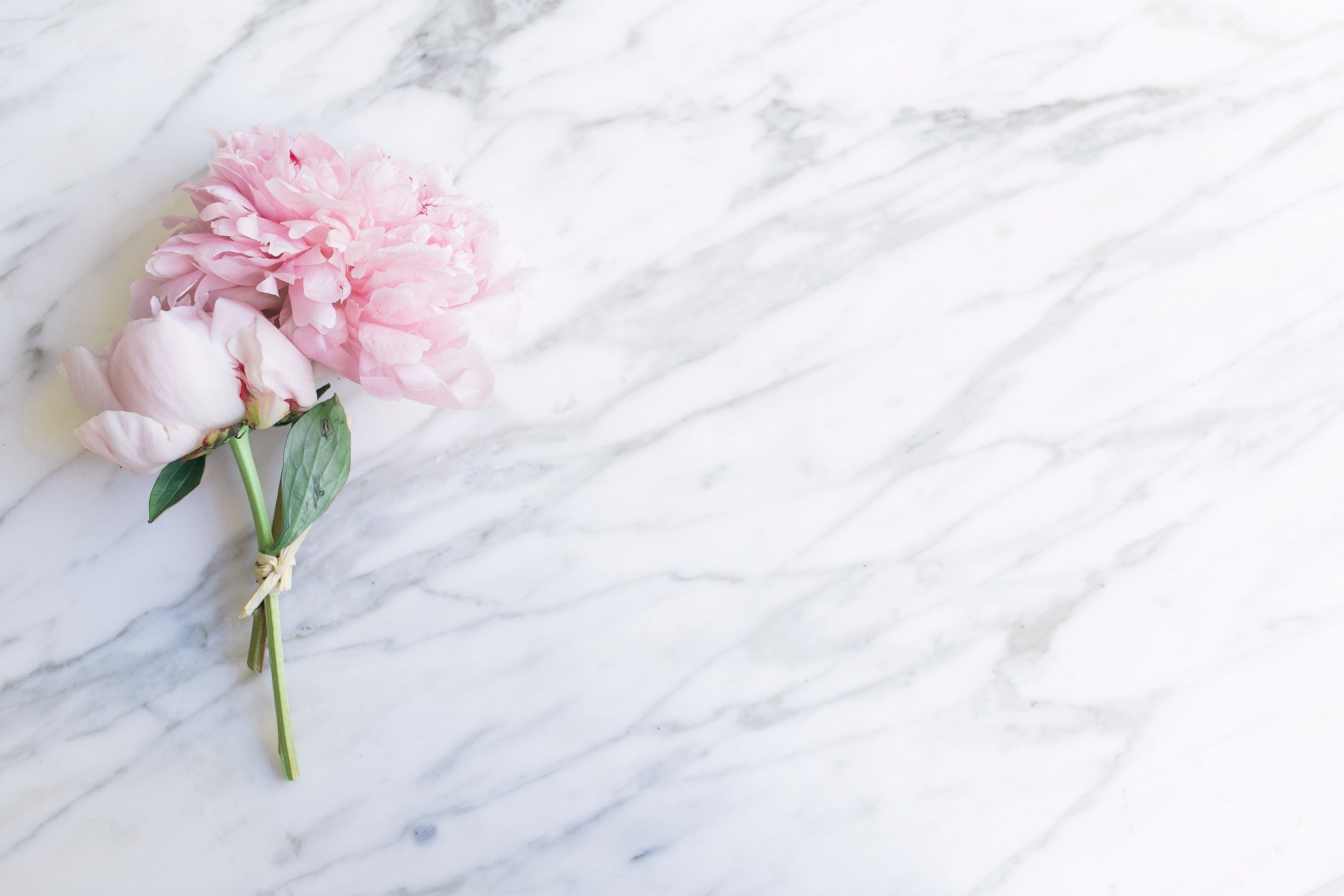 Single pink peony stem, Twine-tied green stem, White marble surface, HD Desktop wallpaper