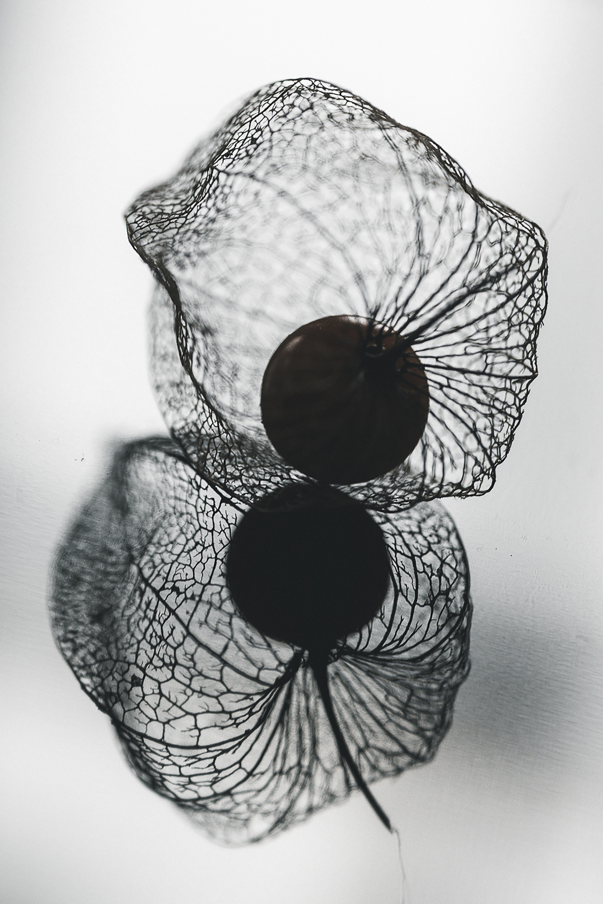 Physalis, Monochrome image, Close-up shot, Intriguing texture, 2000x3000 HD Phone