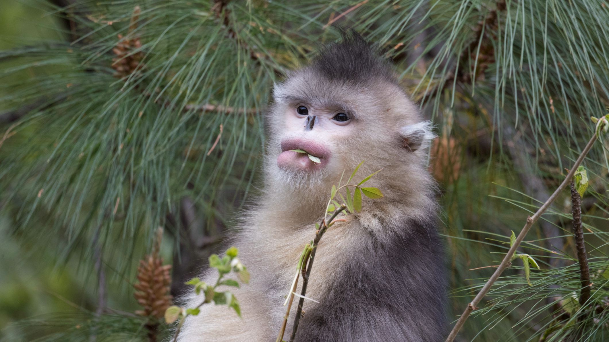 Yunnan snub-nosed monkey, Monkey mania, CGTN, 2130x1200 HD Desktop