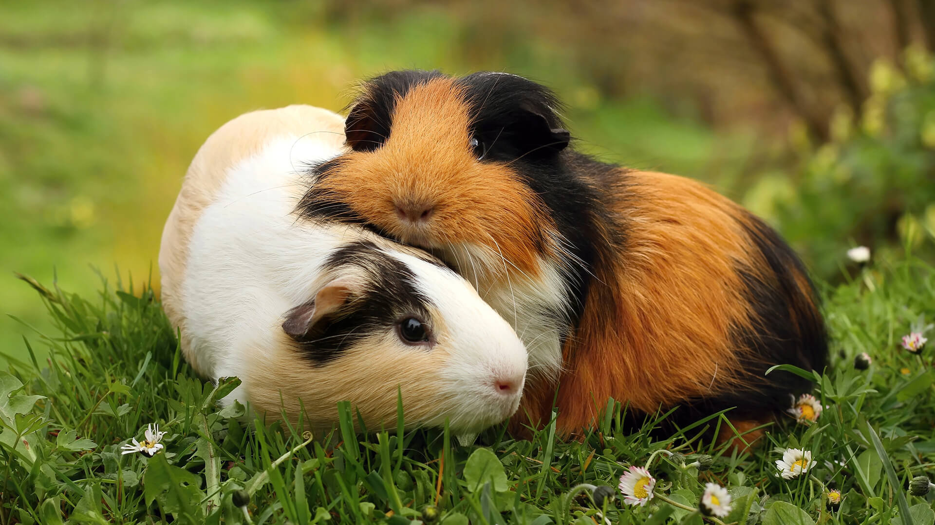 Guinea pig care, Ruxley Manor, Expert guide, Pet safety, 1920x1080 Full HD Desktop