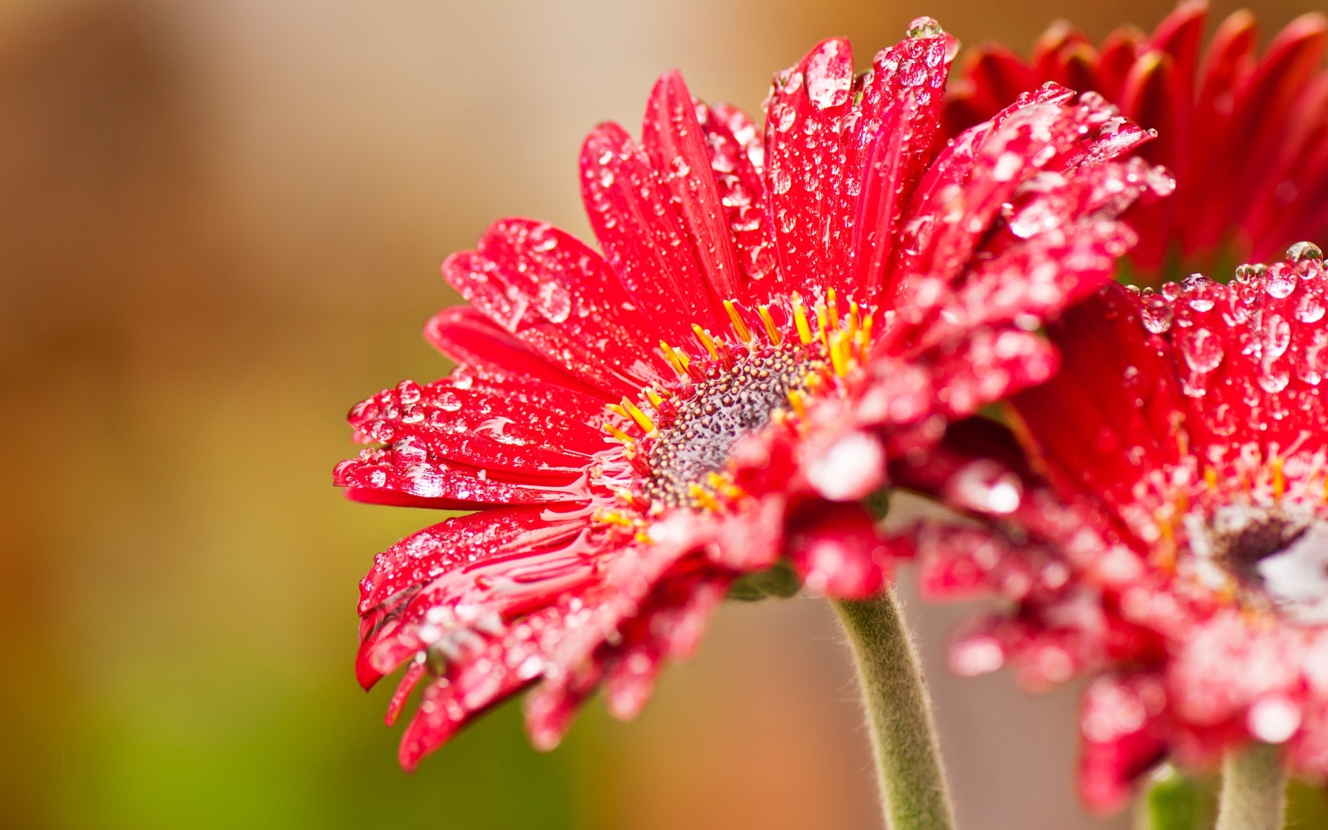 Gerbera Daisy, Pink gerbera daisy, Desktop wallpaper, Pink daisy, 1920x1200 HD Desktop