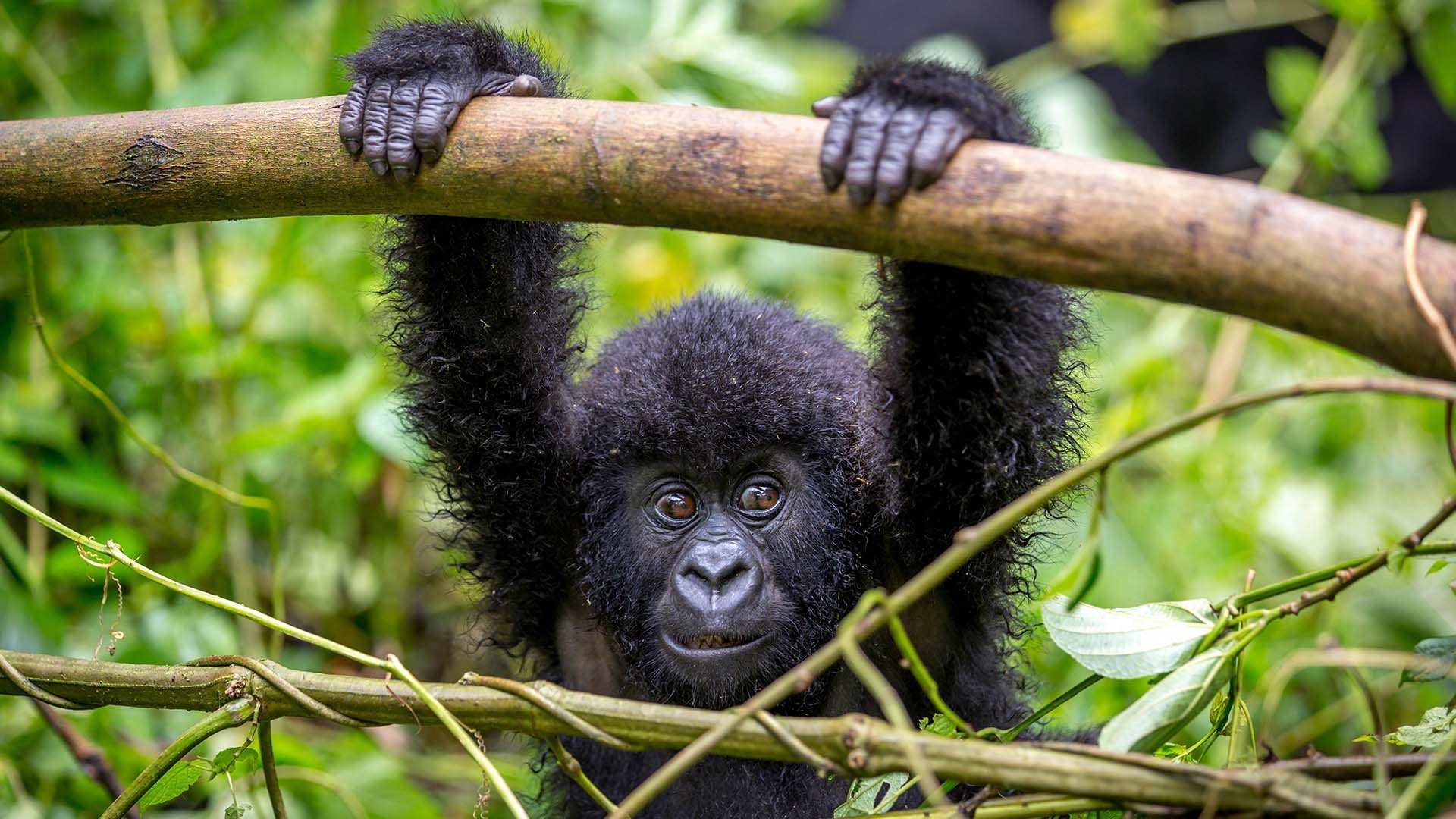 Virunga National Park, Lowland and mountain gorilla, Trekking, Congo, 1920x1080 Full HD Desktop