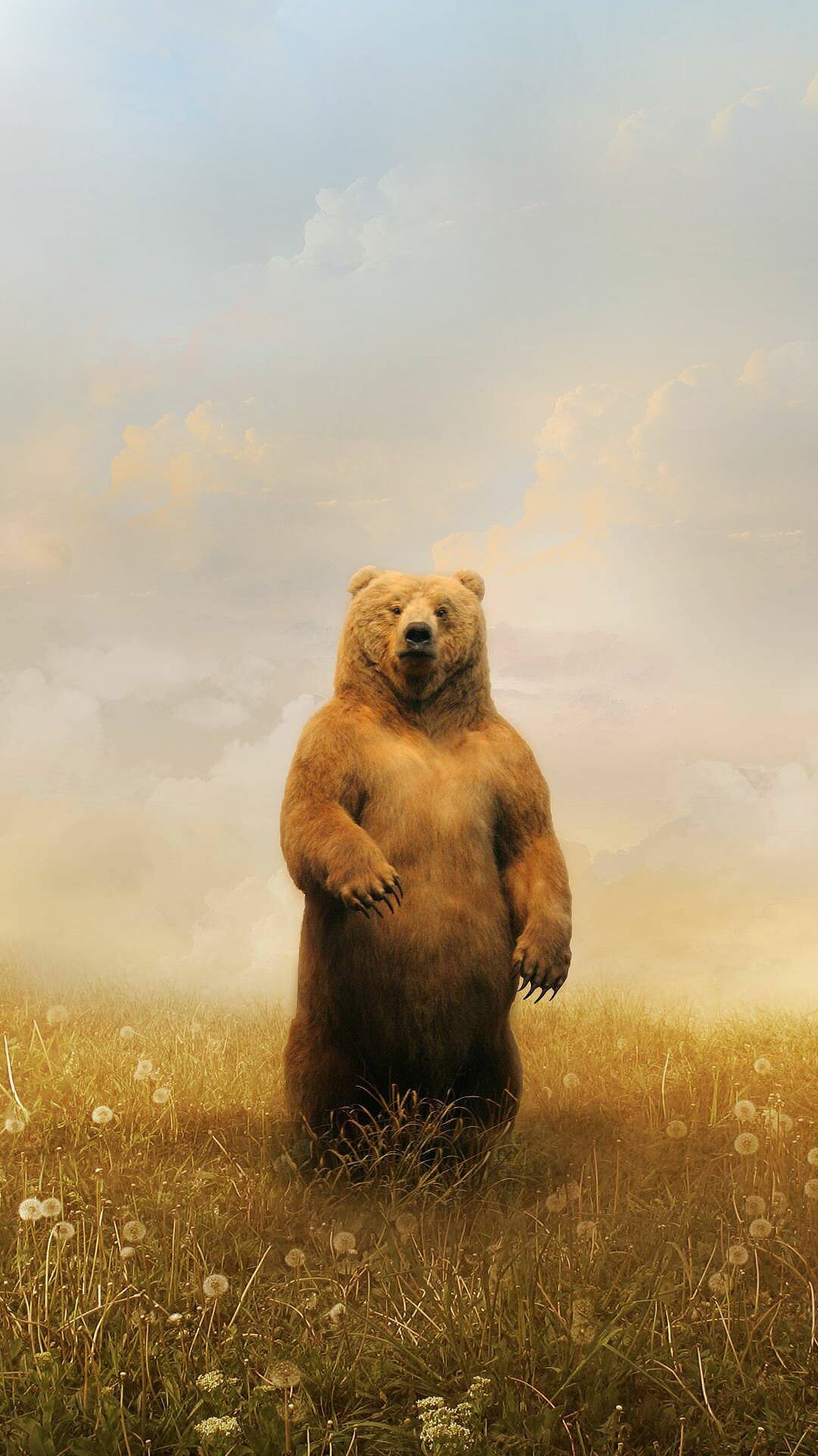 Bear iPhone wallpapers, Variety of choices, Captivating backgrounds, Phone customization, 1080x1920 Full HD Phone