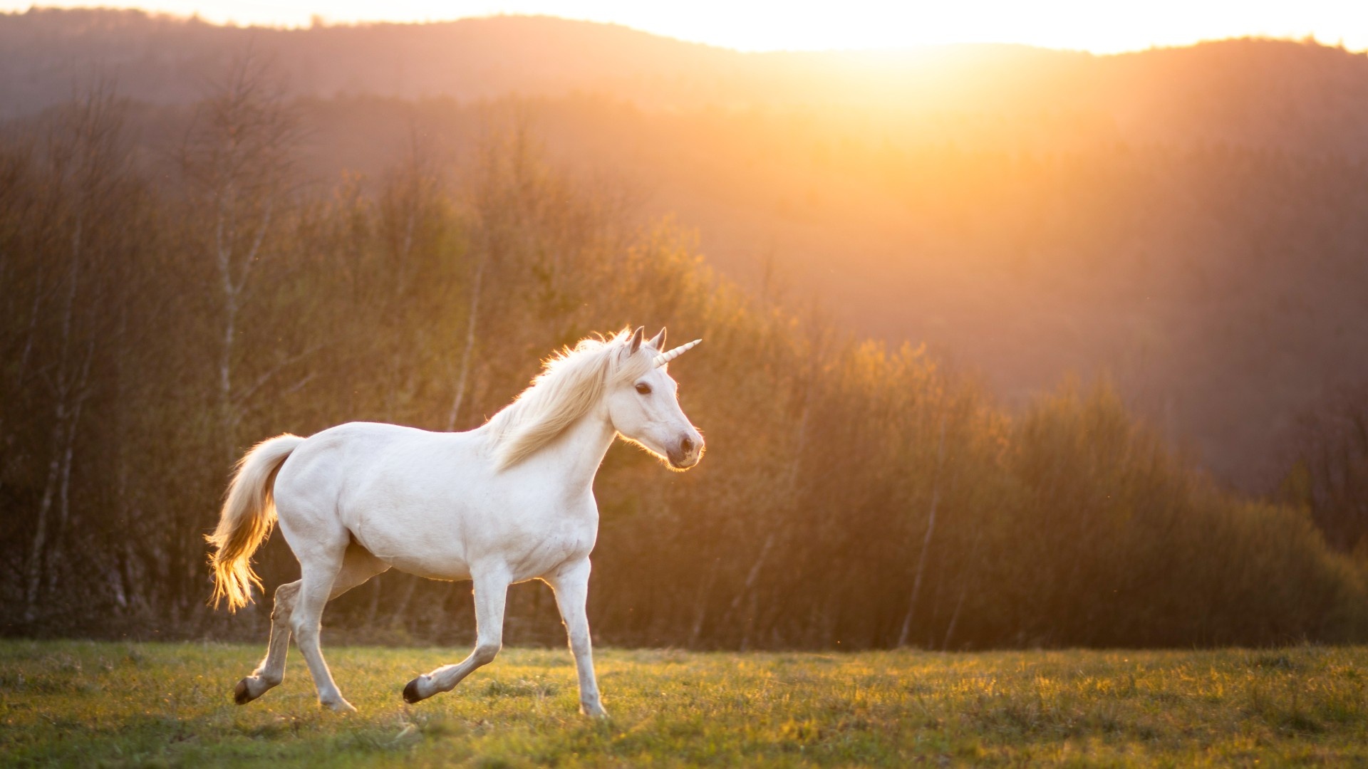 Unicorn myth origin, Fascinating history, Mythical symbolism, Ancient legends, 1920x1080 Full HD Desktop