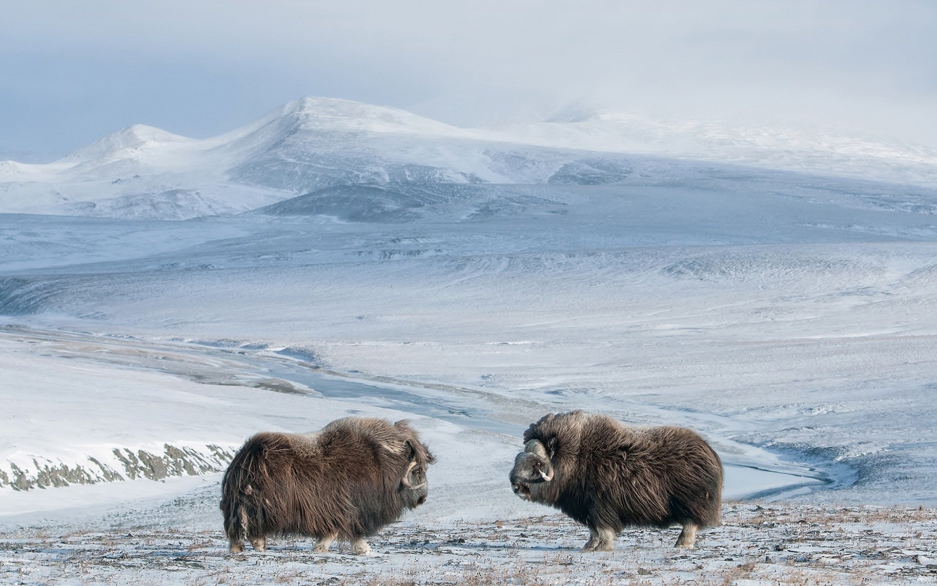 Muskox wallpapers, Muskox, 10 wallpapers, Digital, 1920x1200 HD Desktop