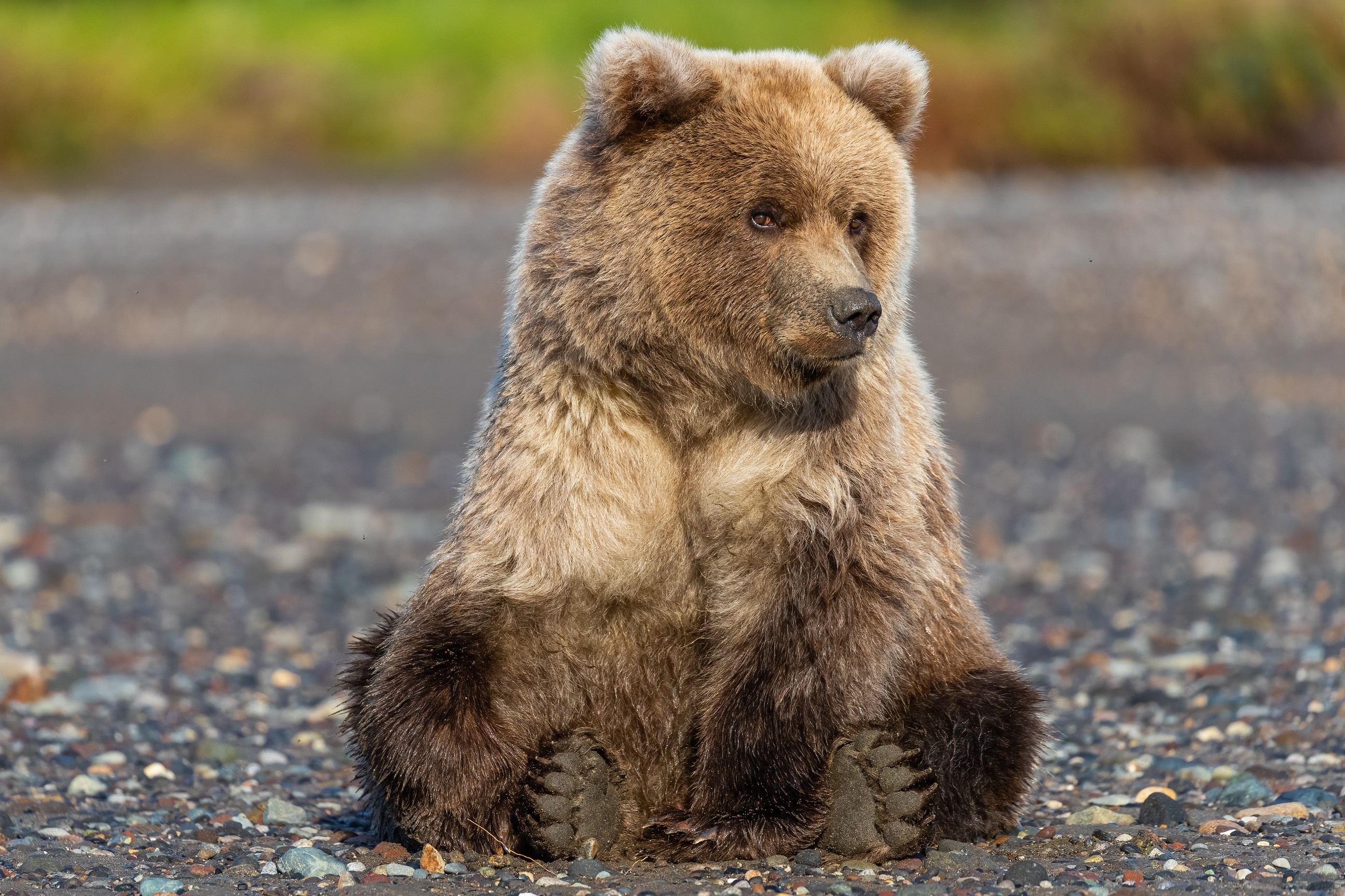 Baby bear, Grizzly Bears Wallpaper, 2600x1730 HD Desktop