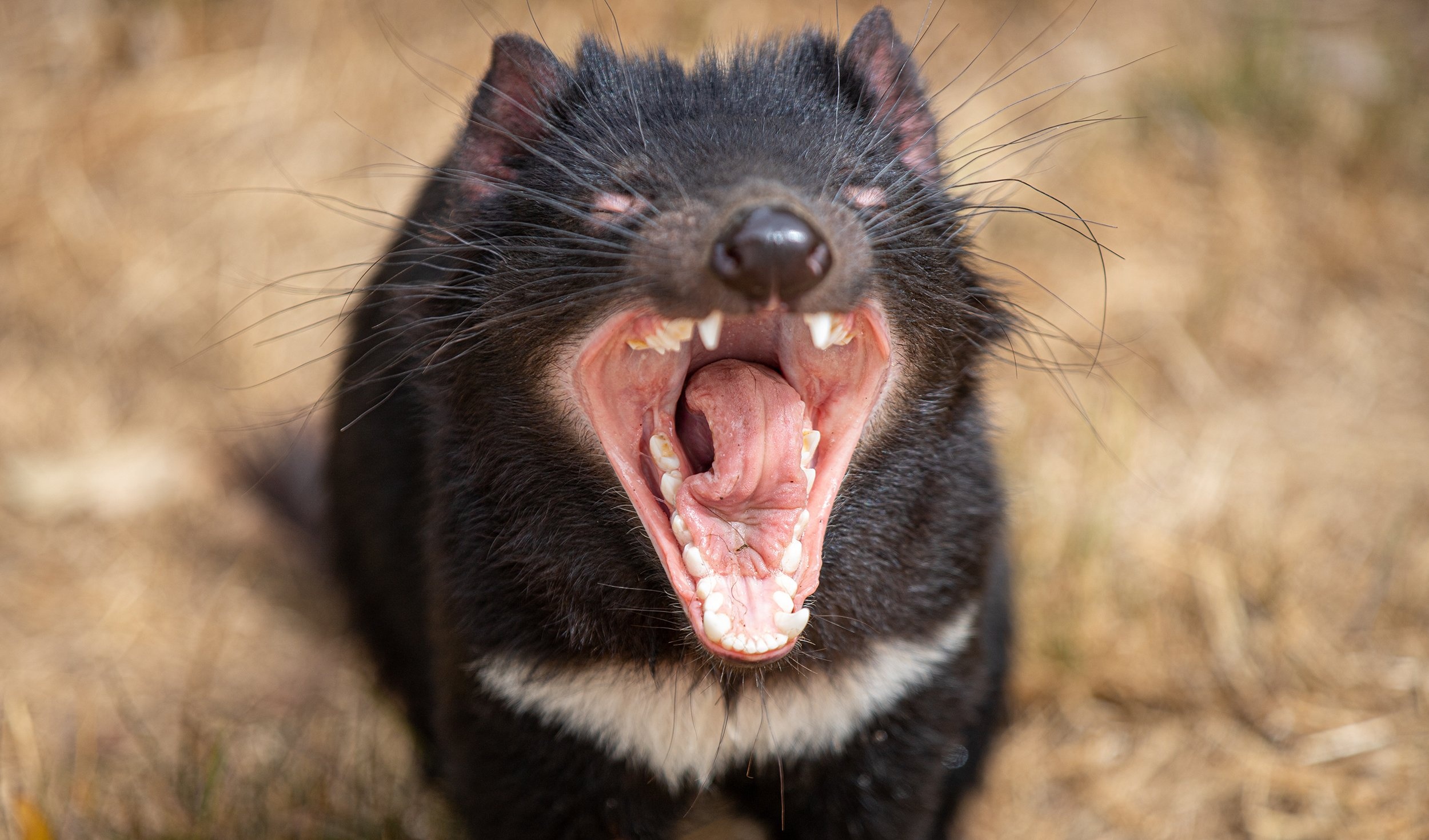 Native animals, Aboriginal names, Should be rechristened, Australian Geographic, 2500x1470 HD Desktop