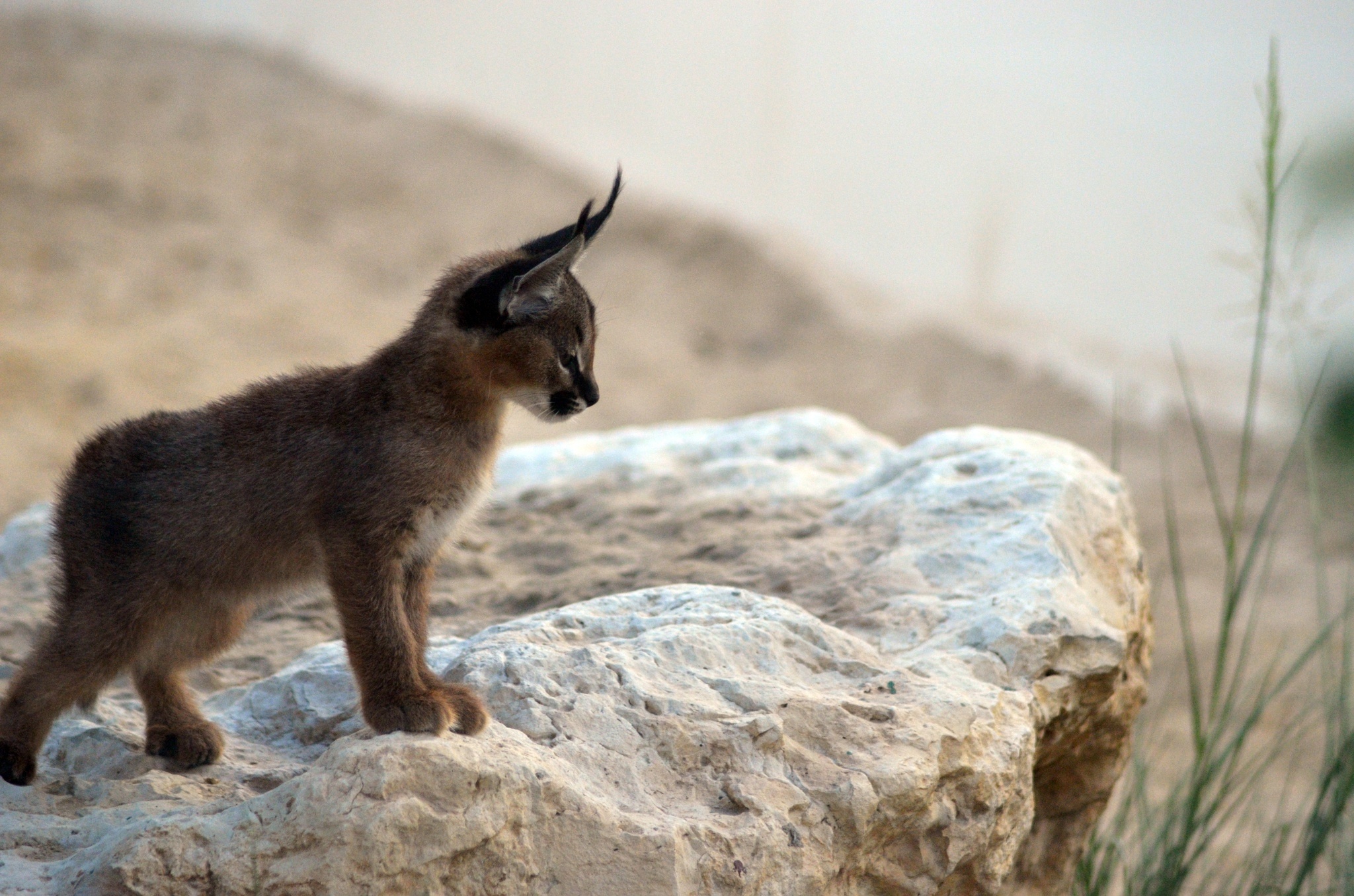 Caracal wallpapers, Stunning visuals, Impressive imagery, High-quality resolution, 2050x1360 HD Desktop