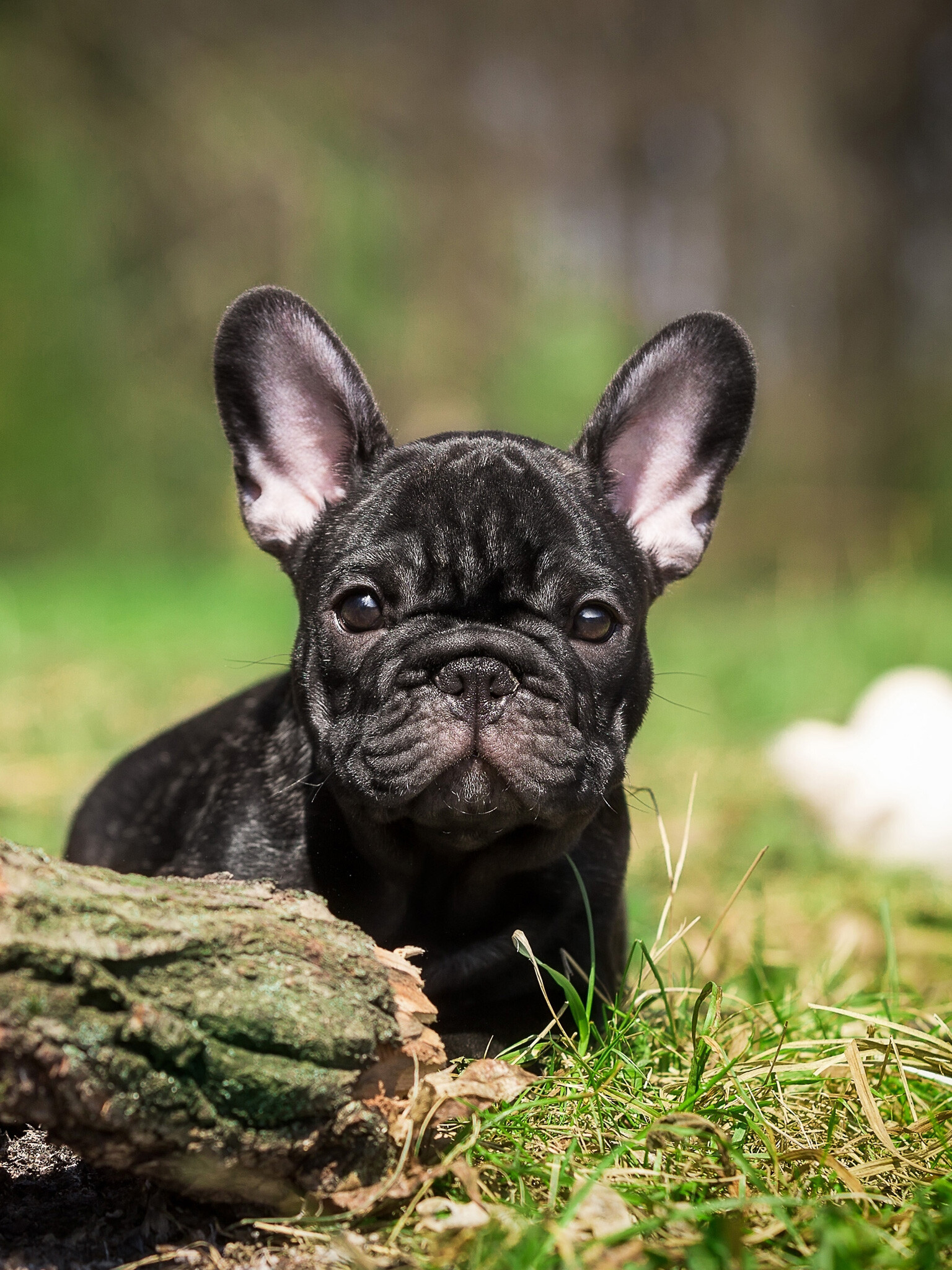 French Bulldog puppy wallpaper, HD dog image, Black fur, Lively playfulness, 1540x2050 HD Phone