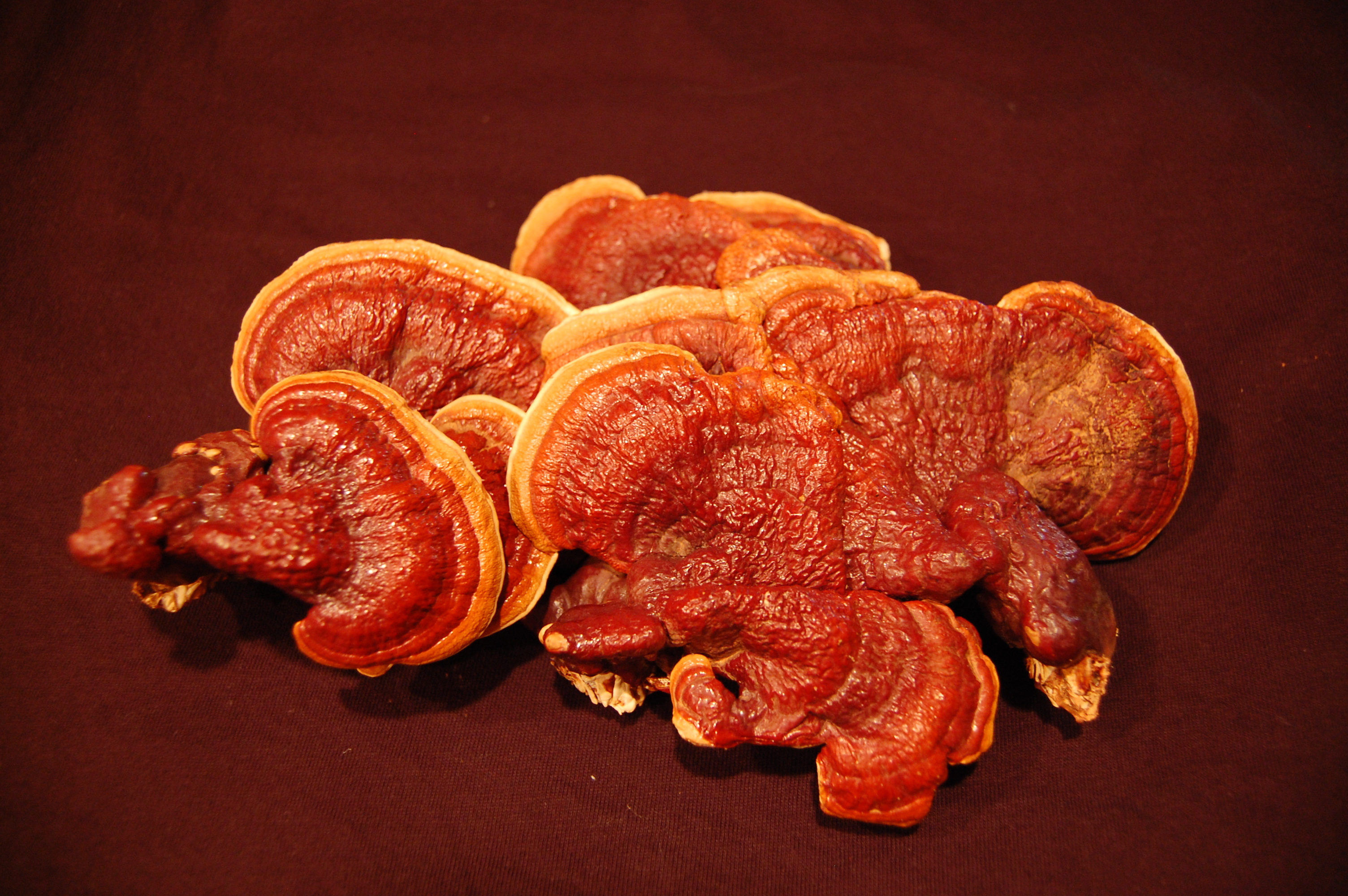 Reishi mushroom, Asia Pacific farms, Sustainable agriculture, Mushroom industry, 3010x2000 HD Desktop