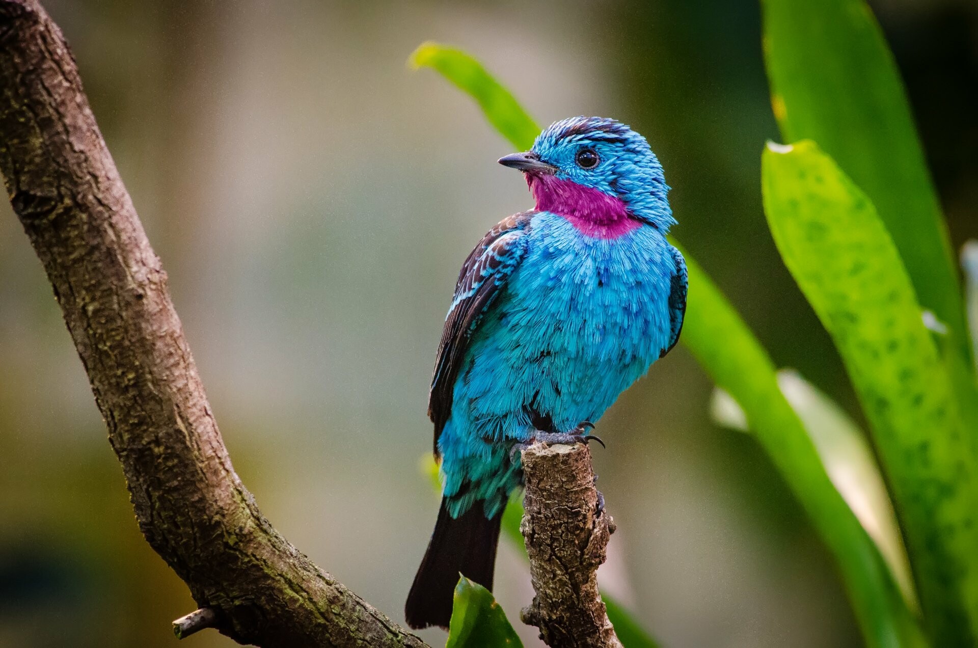 Spangled cotinga, Birds Wallpaper, 1920x1280 HD Desktop