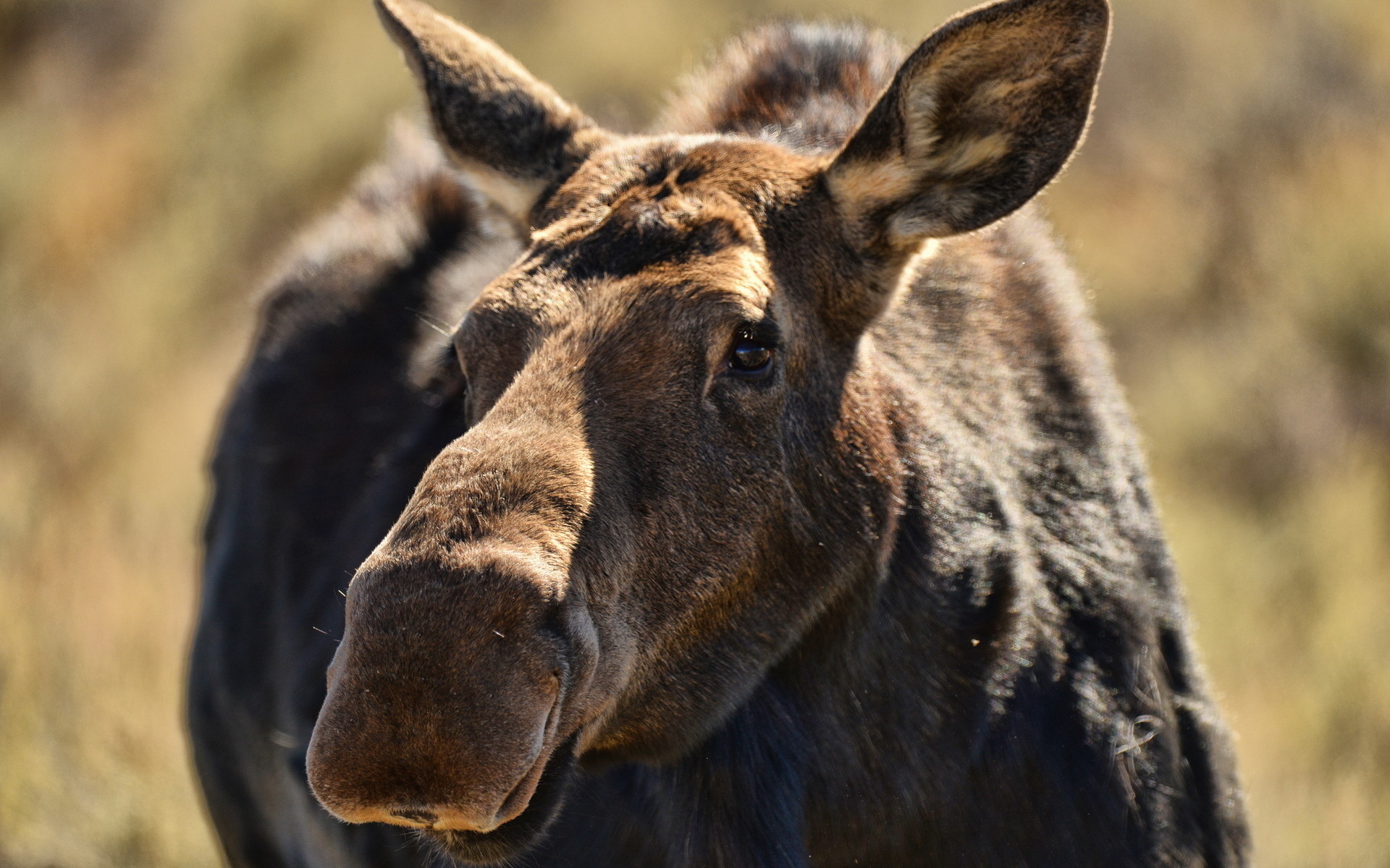 Majestic moose, Forest dwelling, Nature's miracle, Wildlife wonder, 1920x1200 HD Desktop