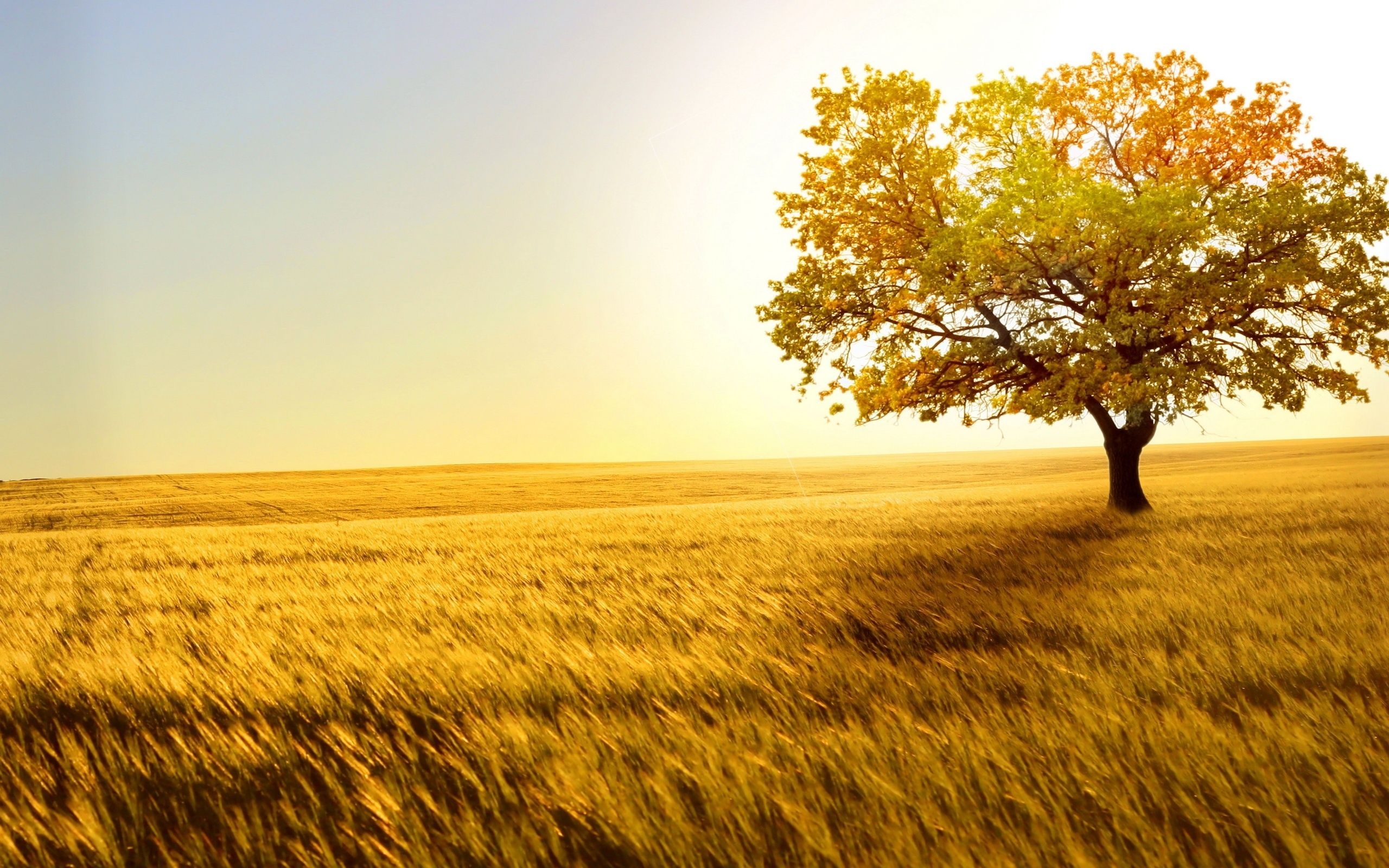 solitary oak tree, golden wheat field, bright sunlit horizon, HD Desktop wallpaper