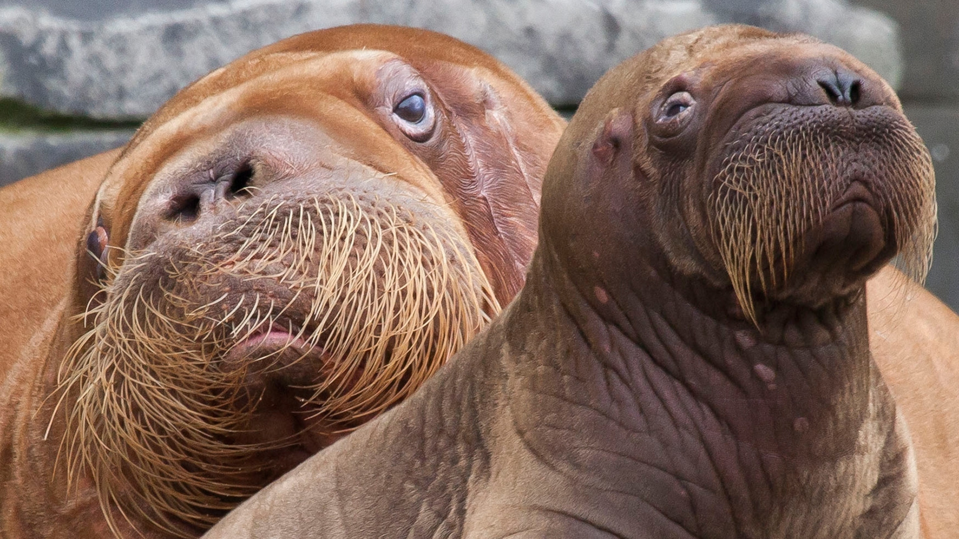 Mother and baby, Walrus Wallpaper, 3080x1730 HD Desktop