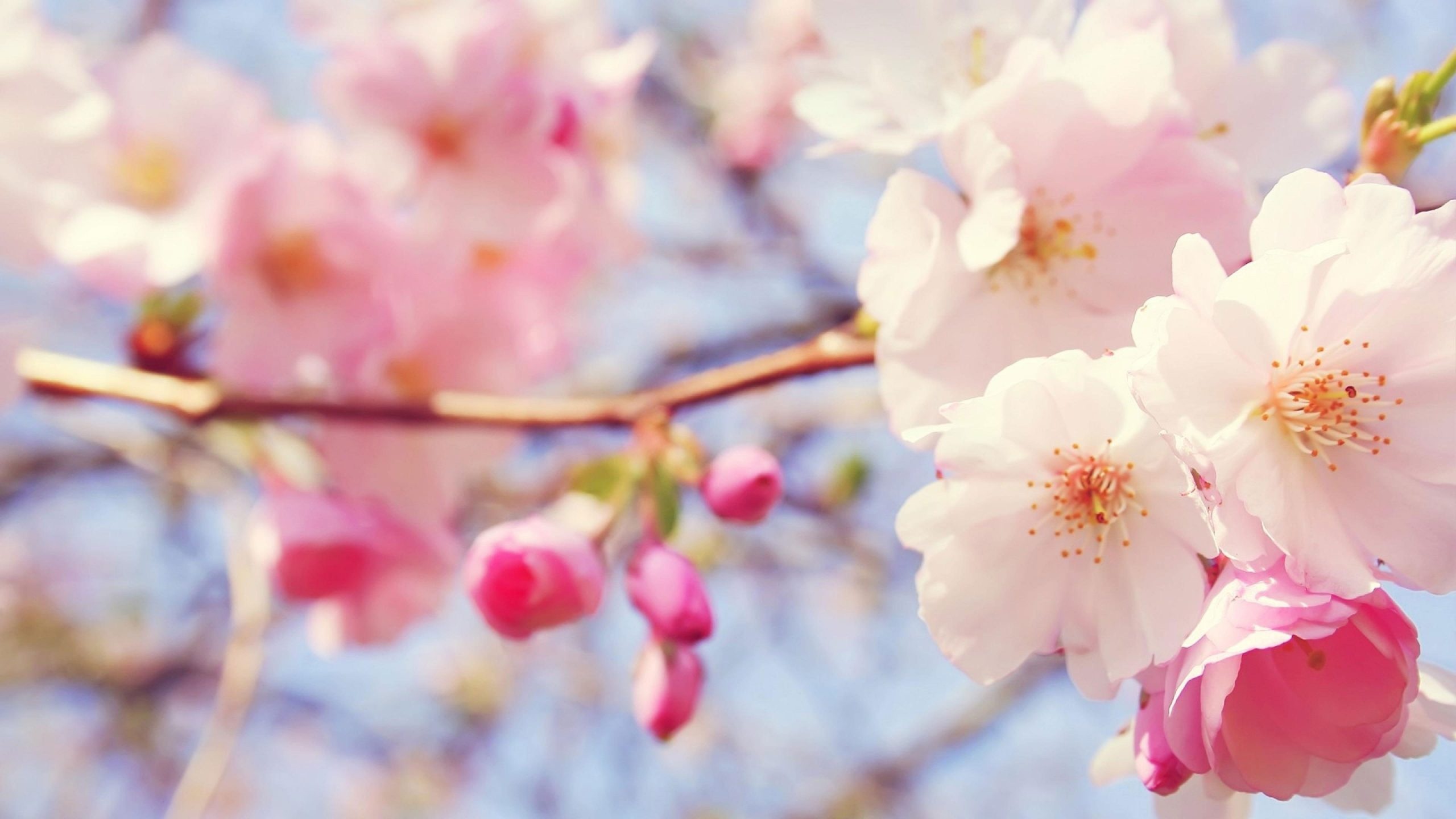 pink cherry blossoms, cherry blossom buds, blooming tree branch, HD Desktop wallpaper