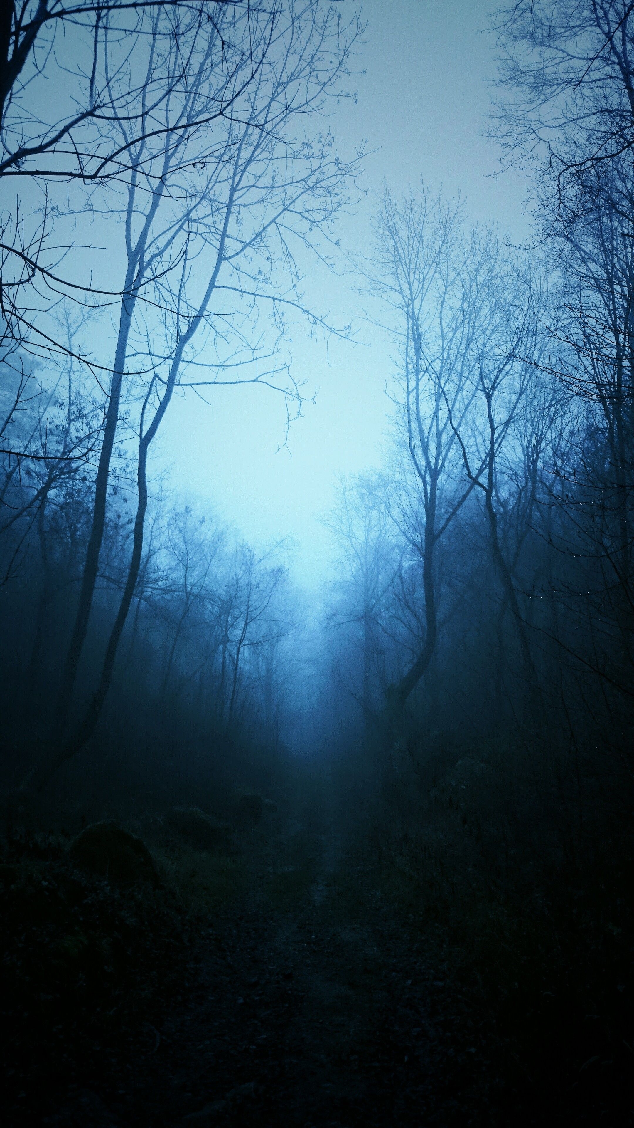 misty dark forest trail, silhouetted bare tree branches, eerie blue fog, 4K Phone wallpaper