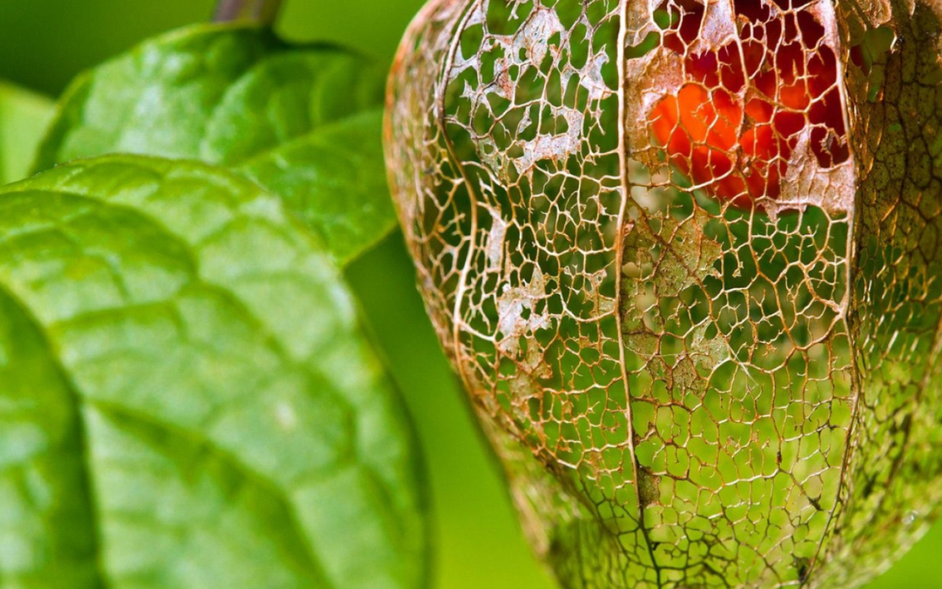 Physalis, Chinese lantern fruit, Striking wallpapers, Eye-catching backgrounds, 1920x1200 HD Desktop