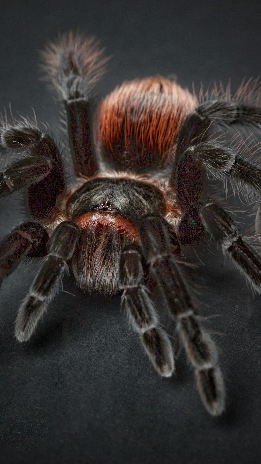 Tarantula wallpapers, Arachnid diversity, Nature's wonders, Exquisite species, 1080x1920 Full HD Phone