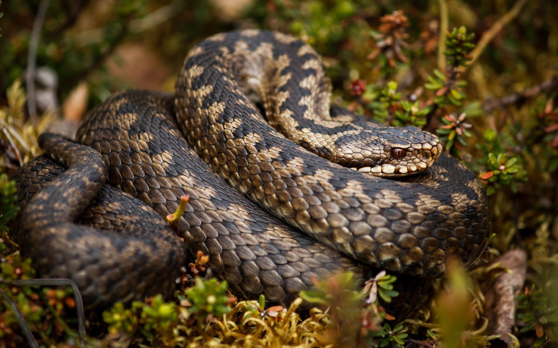4K rattlesnake wallpapers, High-res images, Stunning backgrounds, Captivating visuals, 1920x1200 HD Desktop