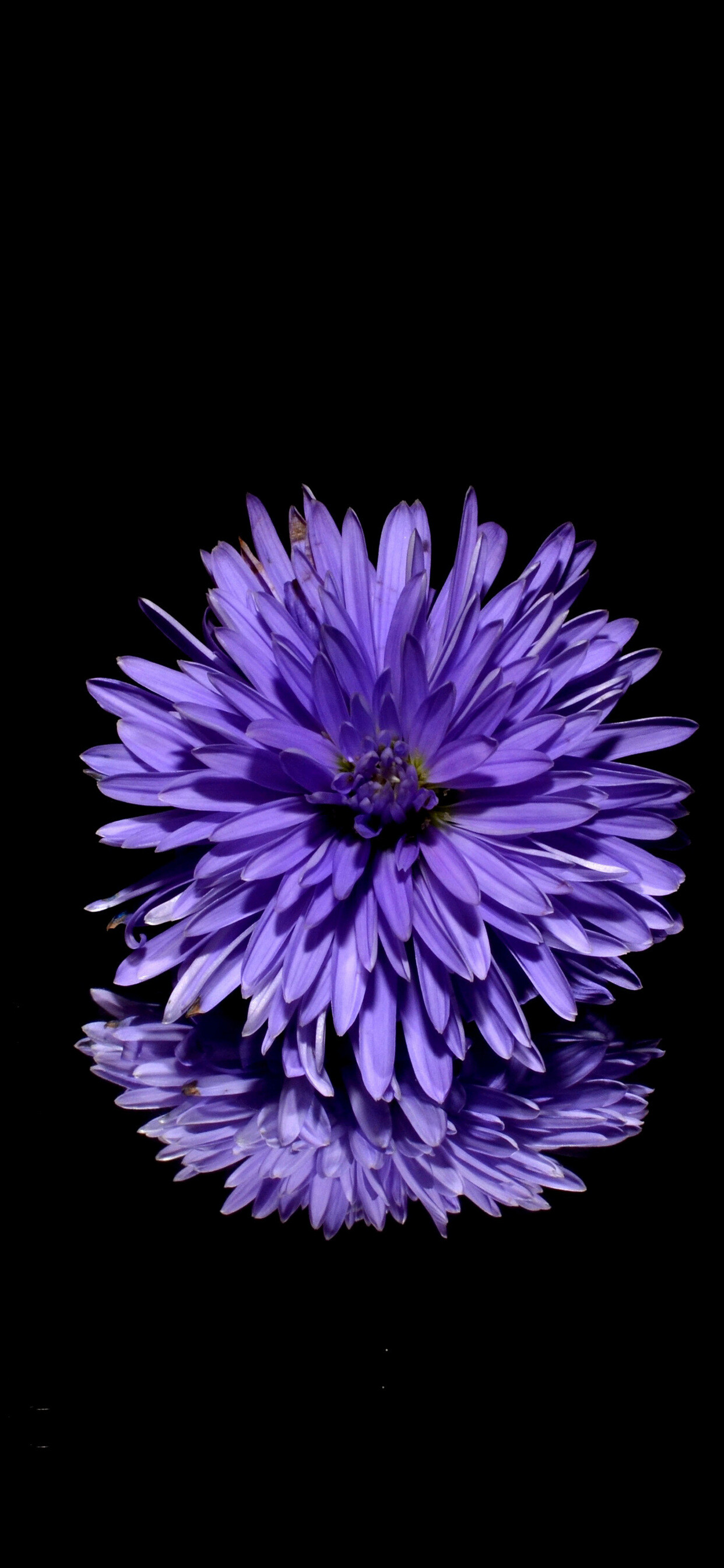 HD background wallpaper, Nature, 1250x2690 HD Phone