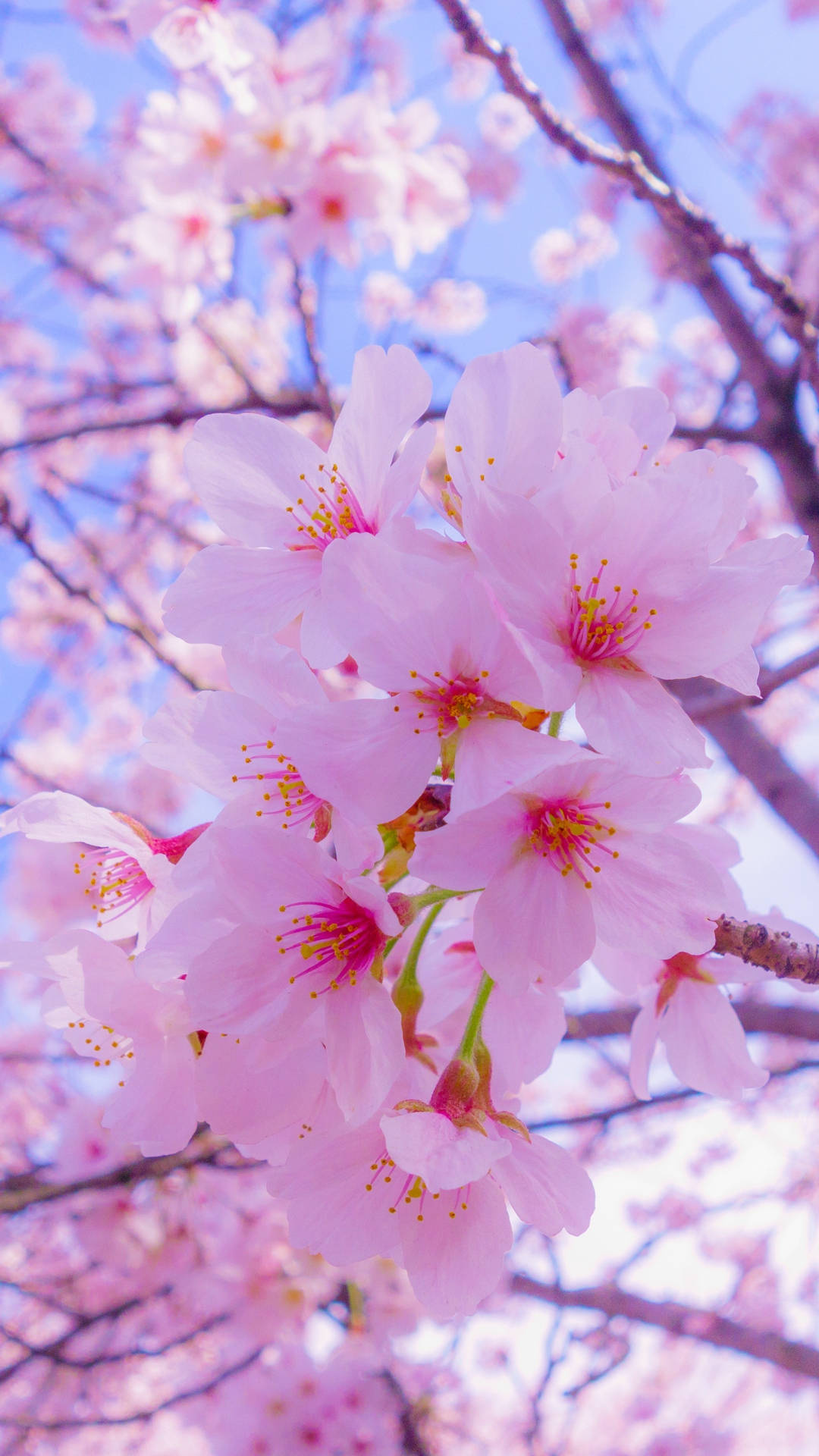 Sakura, Cute iPhone Backgrounds Wallpaper, 1080x1920 Full HD Phone