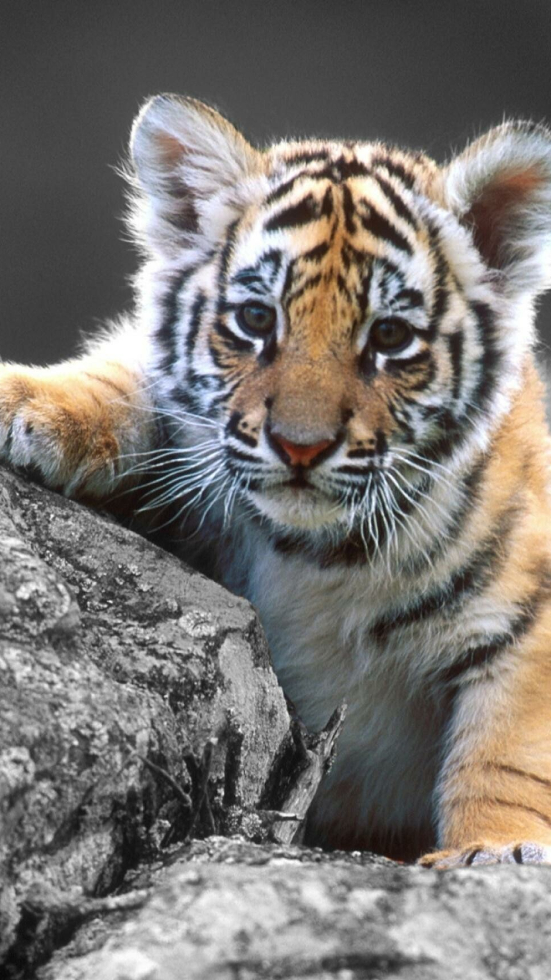 Precious baby tigers, Playful antics, Irresistible charm, Wild wonders, 1080x1920 Full HD Phone