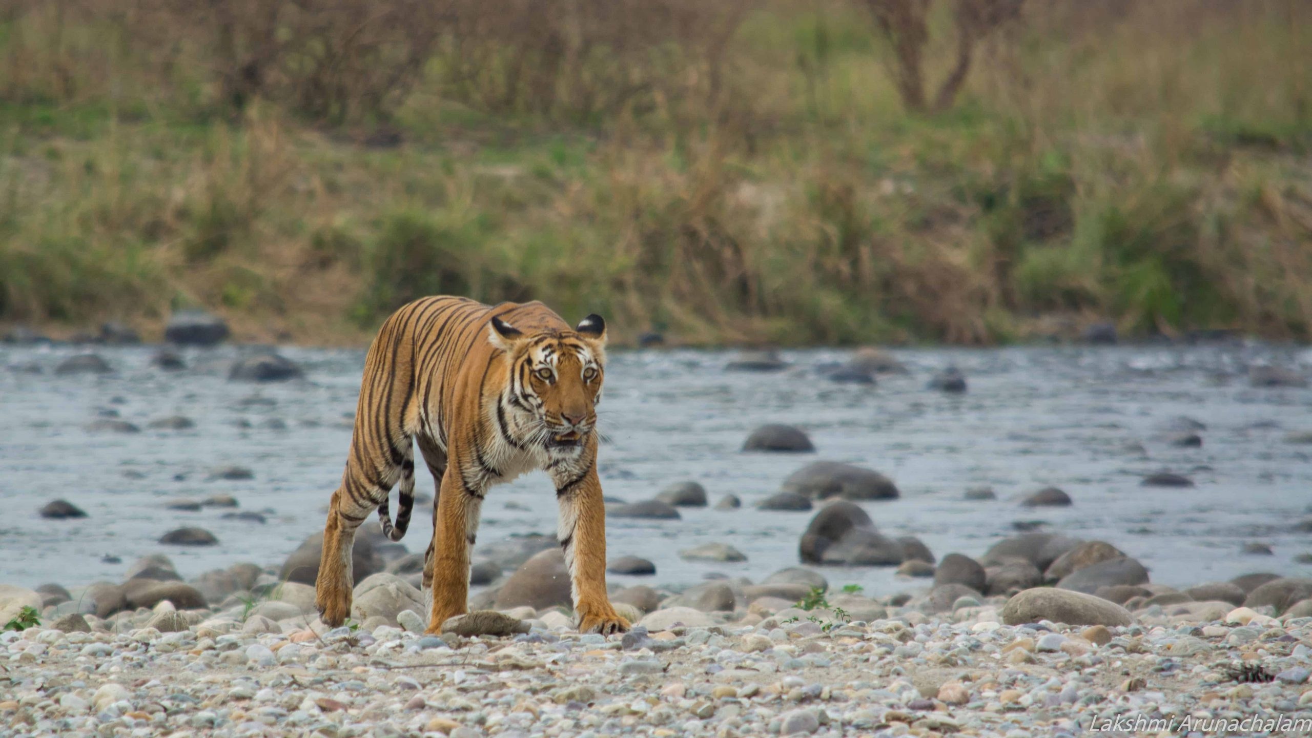 Jim Corbett National Park, Indian wildlife sanctuary, Nature's paradise, Striking wilderness, 2560x1440 HD Desktop
