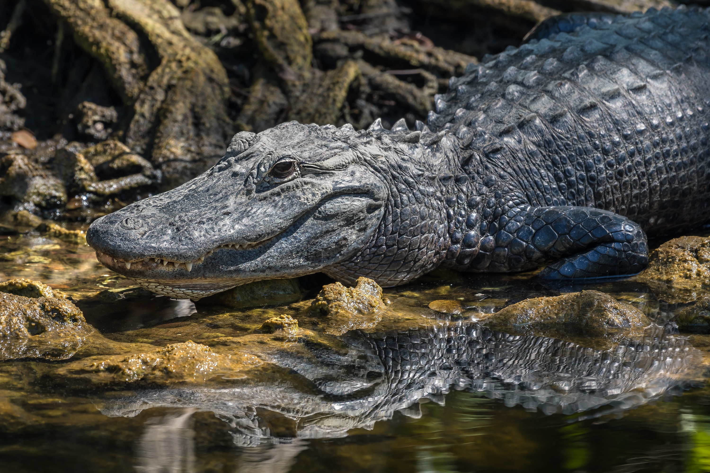 Alligator wallpapers, Reptile kingdom, Wildlife photography, Predator, 3000x2000 HD Desktop