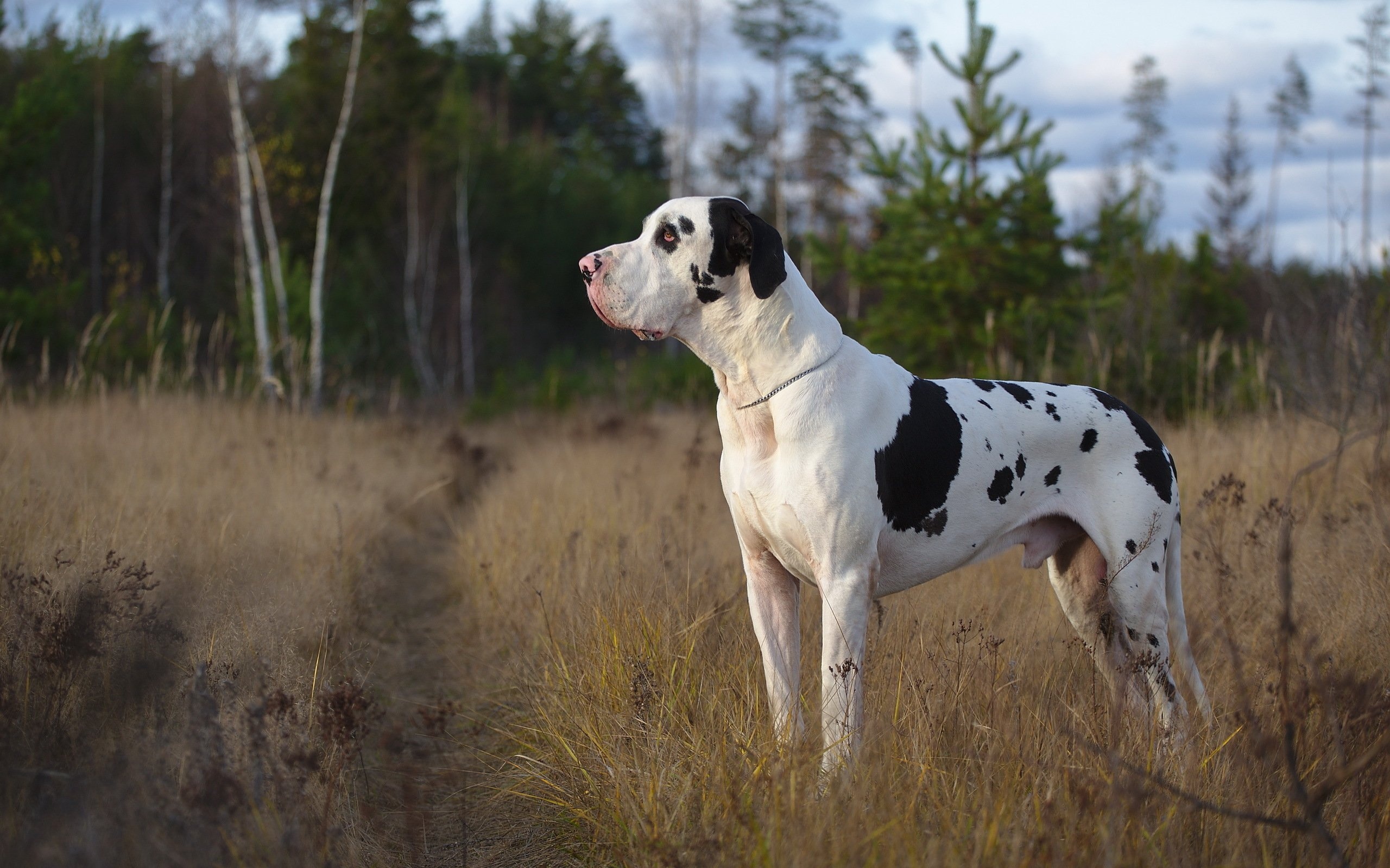 Great Dane, Harlequin Dane, Grass backdrop, Animal lovers, 2560x1600 HD Desktop