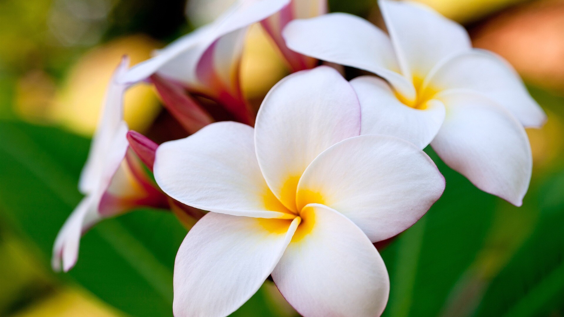 Frangipani beauty, Plumeria paradise, Fragrant flowers, Fanpop wallpaper, 1920x1080 Full HD Desktop