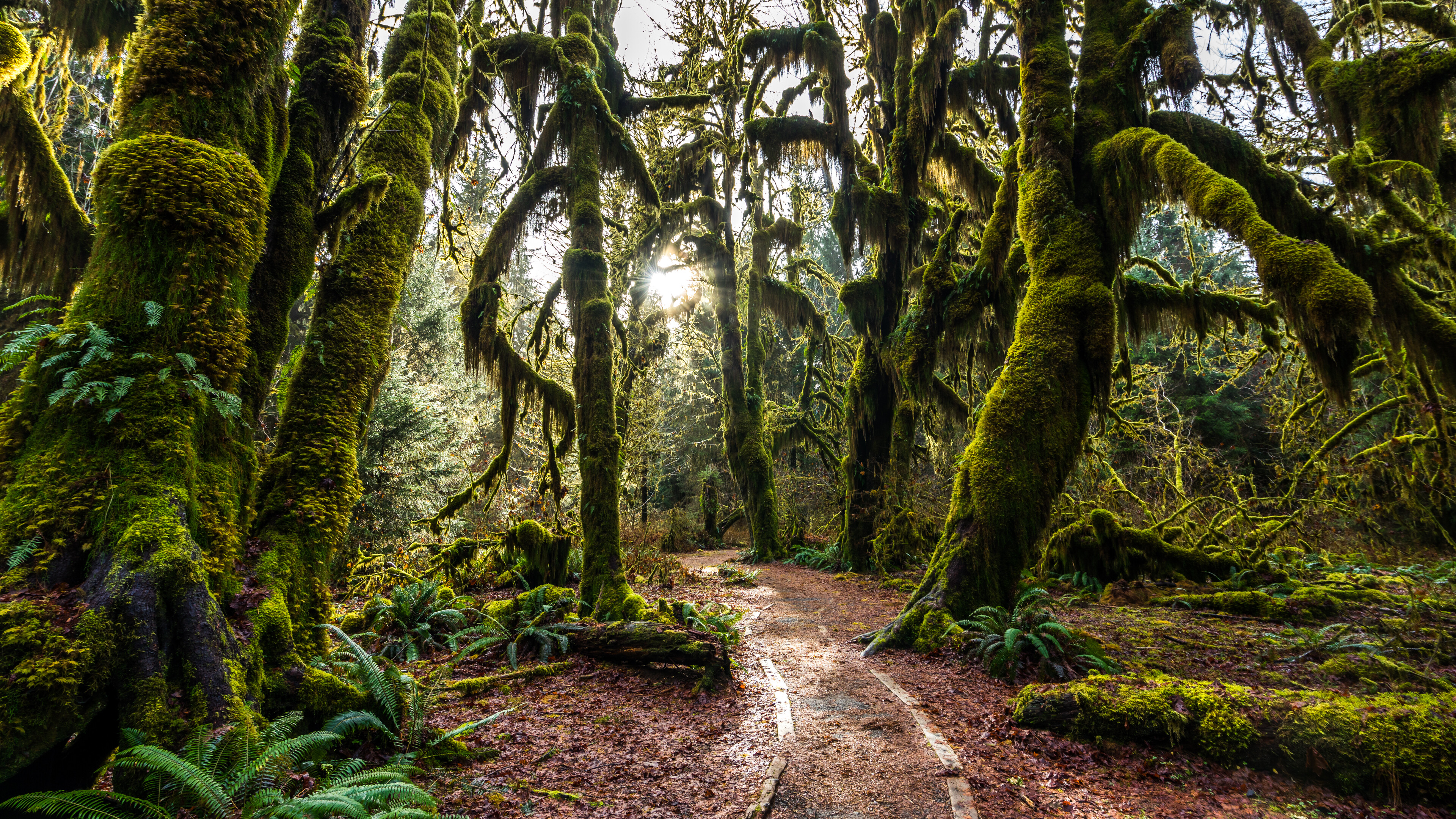 Hoh, Rainforests Wallpaper, 3840x2160 4K Desktop