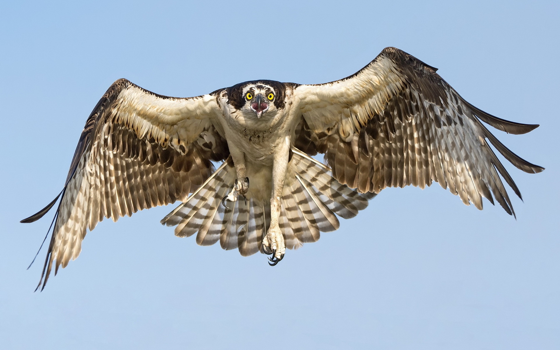 Hawk wallpapers, Bird, Wildlife, Free download, 1920x1200 HD Desktop