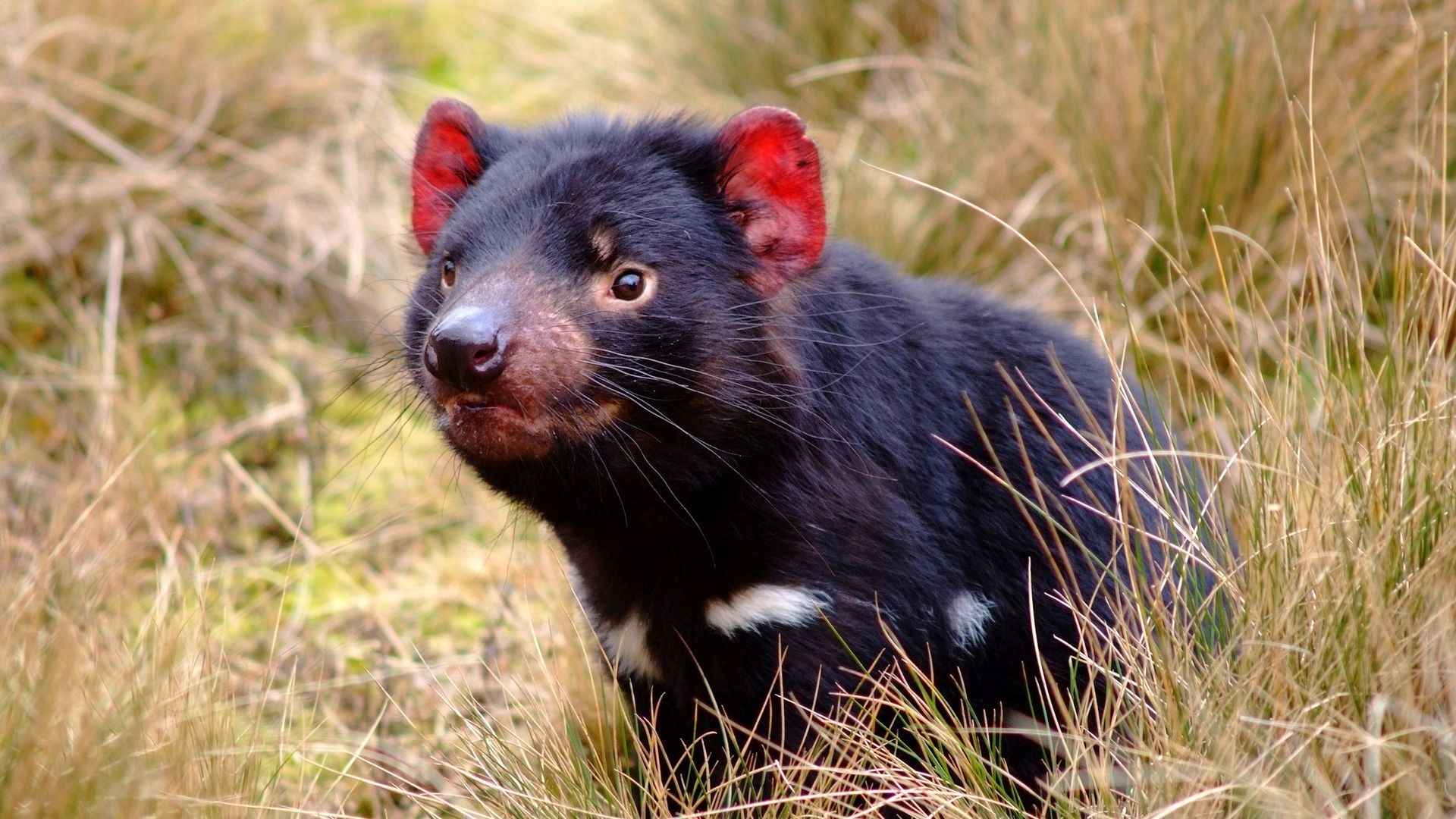 Free download Tasmanian Devil wallpaper, Tablet, Wallpaper, HD, 1920x1080 Full HD Desktop