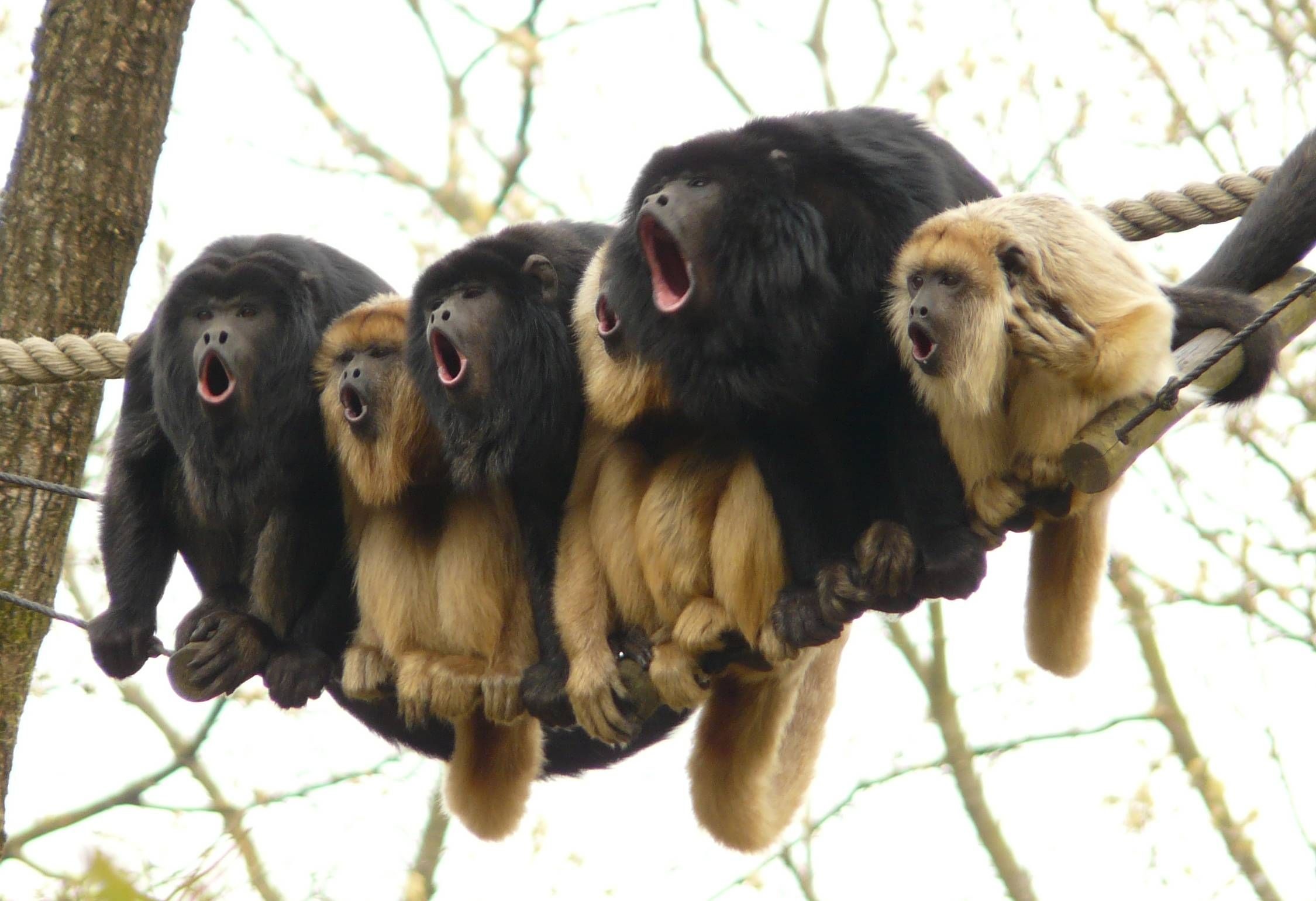 Howler Monkey, Chorus of calls, Jungle melodies, Wild harmony, 2250x1550 HD Desktop