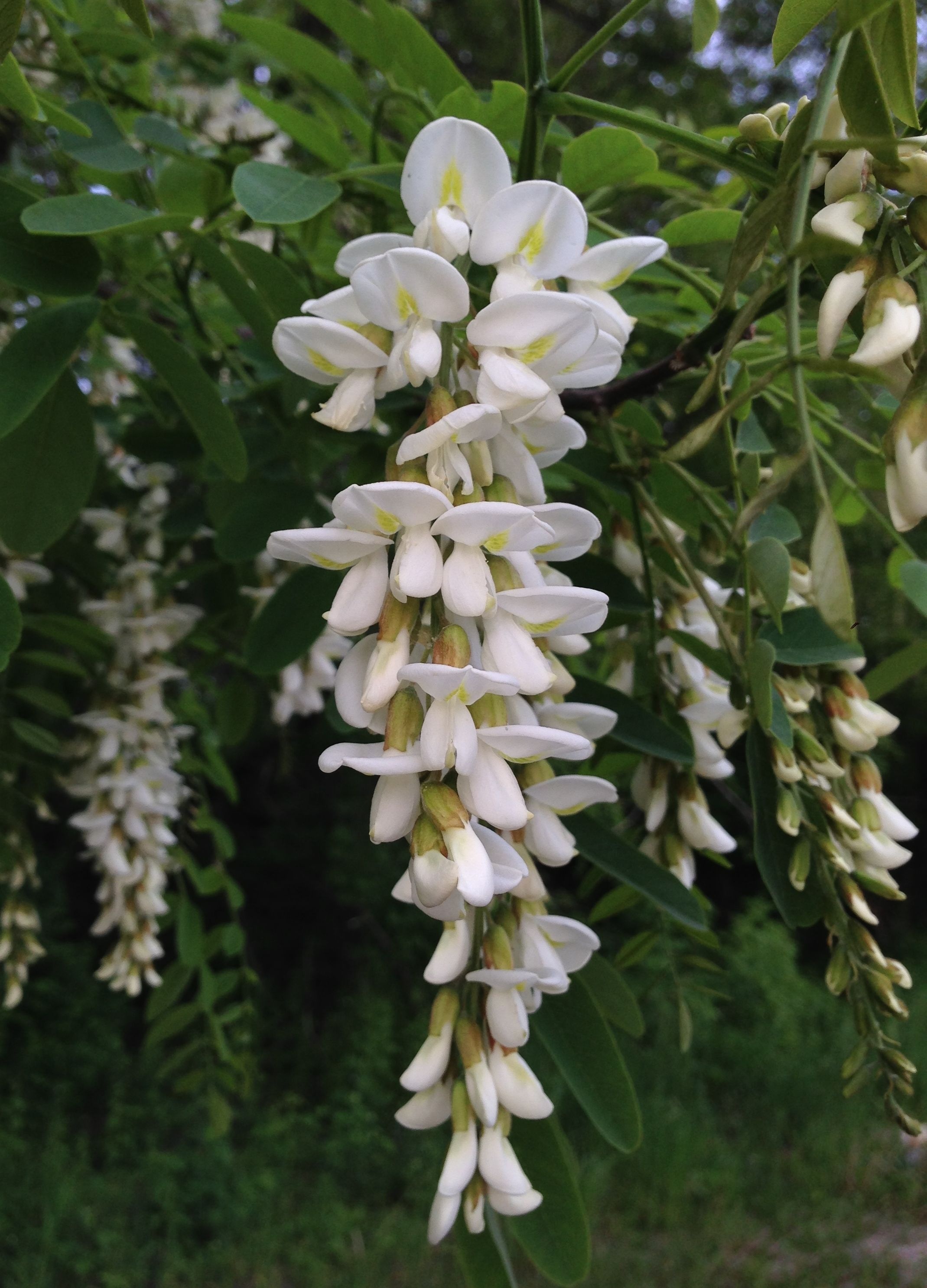 Black locust tree, Trees and shrubs, Flowering trees, Nature's treasures, 2140x2980 HD Phone