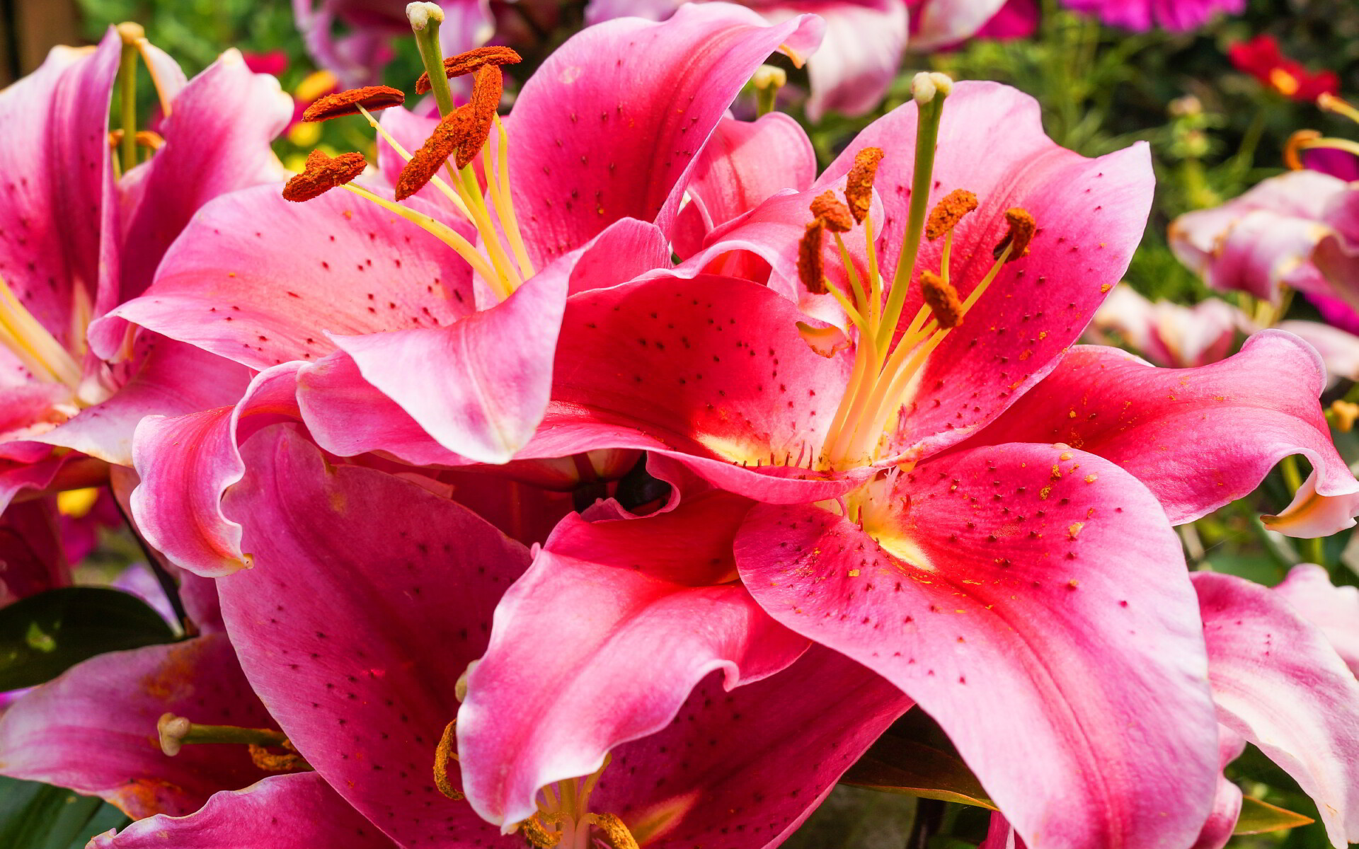 Gorgeous lily, Stunning wallpaper, Exquisite flowers, Beautiful background, 1920x1200 HD Desktop
